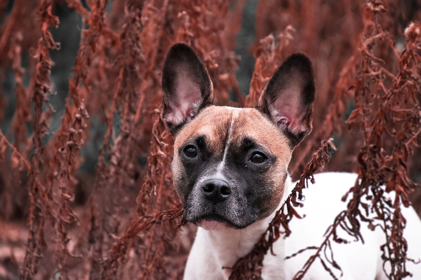 Nikon D3300 sample photo. Hybrid, dog, tree photography