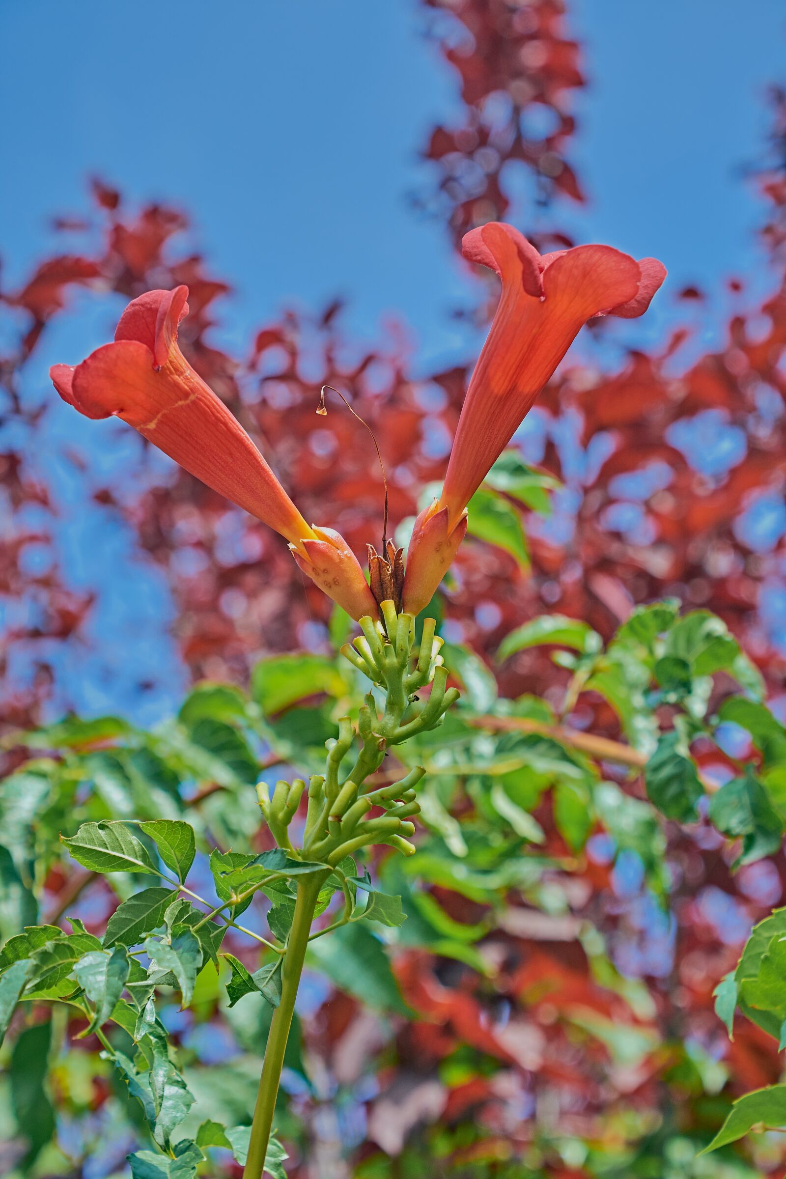 Nikon D7200 sample photo. Flower, garden, red photography