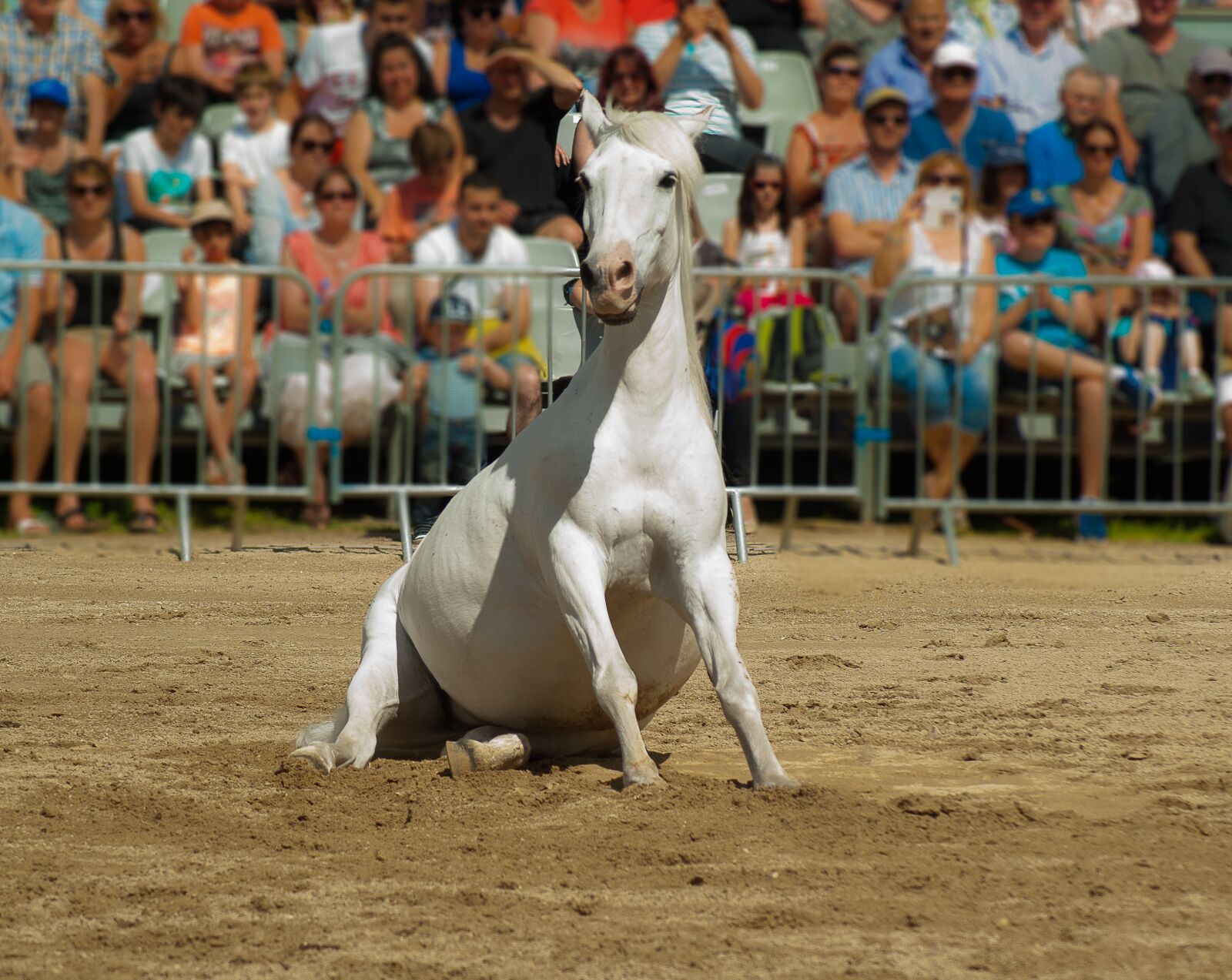 Tamron AF 70-300mm F4-5.6 Di LD Macro sample photo. Horse, horse show, dressage photography