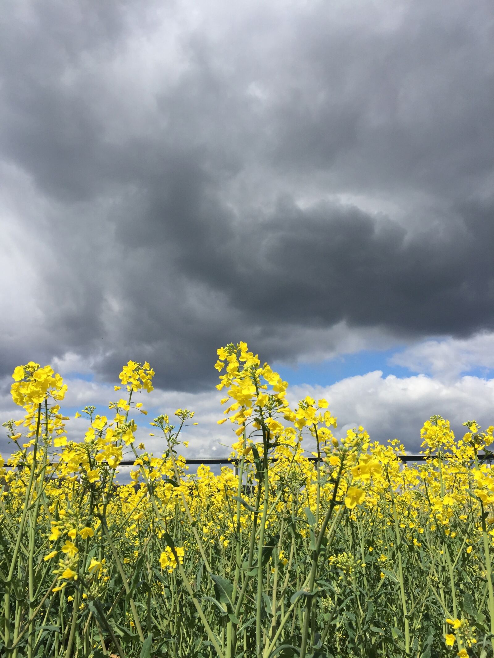 Apple iPhone 6 Plus sample photo. Rape, rape field, yellow photography