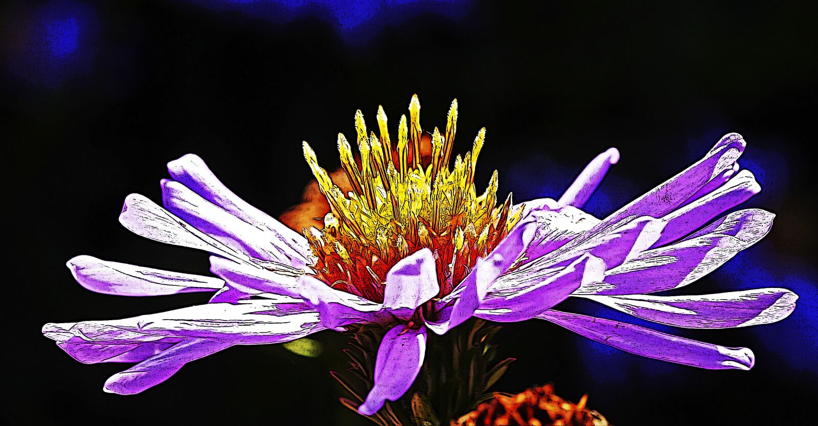 Panasonic Lumix DMC-GH3 sample photo. Aster, flower, bloom photography