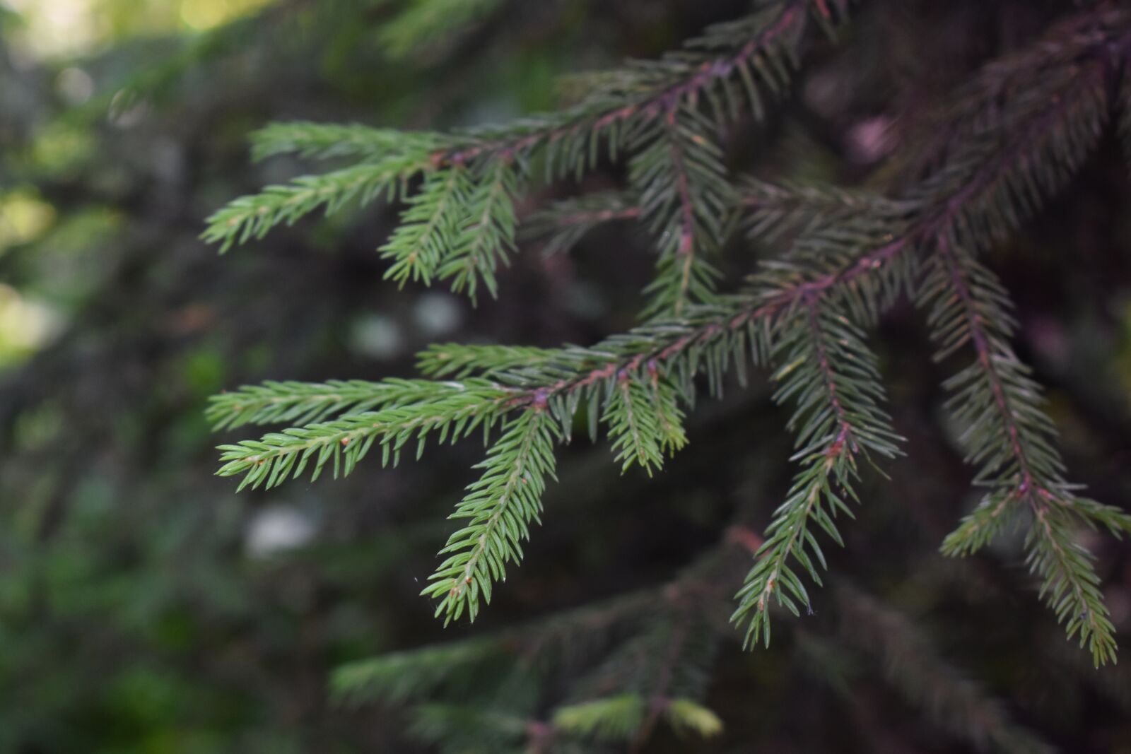 Nikon D3500 sample photo. Spruce, branch, tree photography