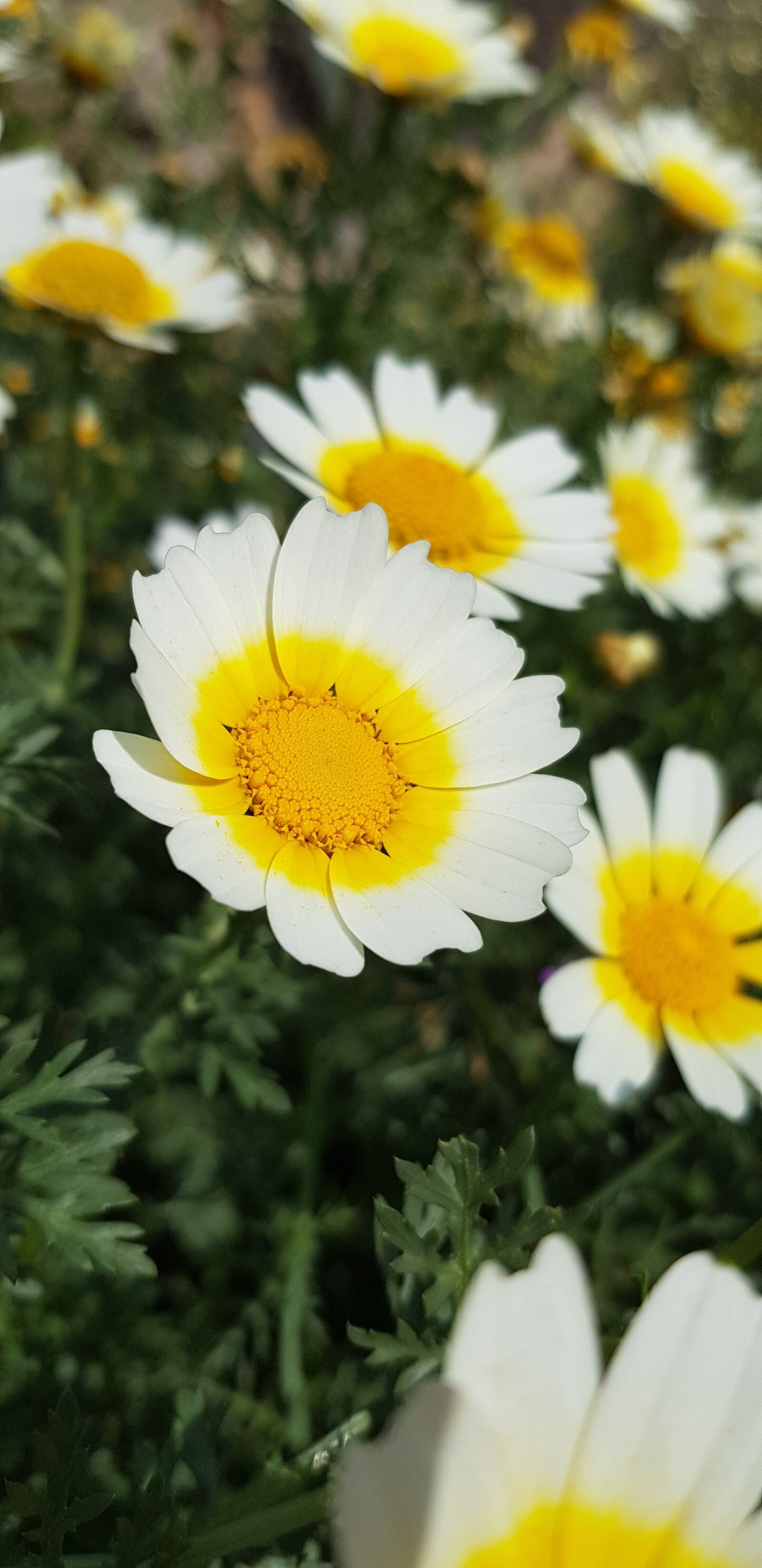 Samsung Galaxy S8 sample photo. Nature, flower, bloom photography