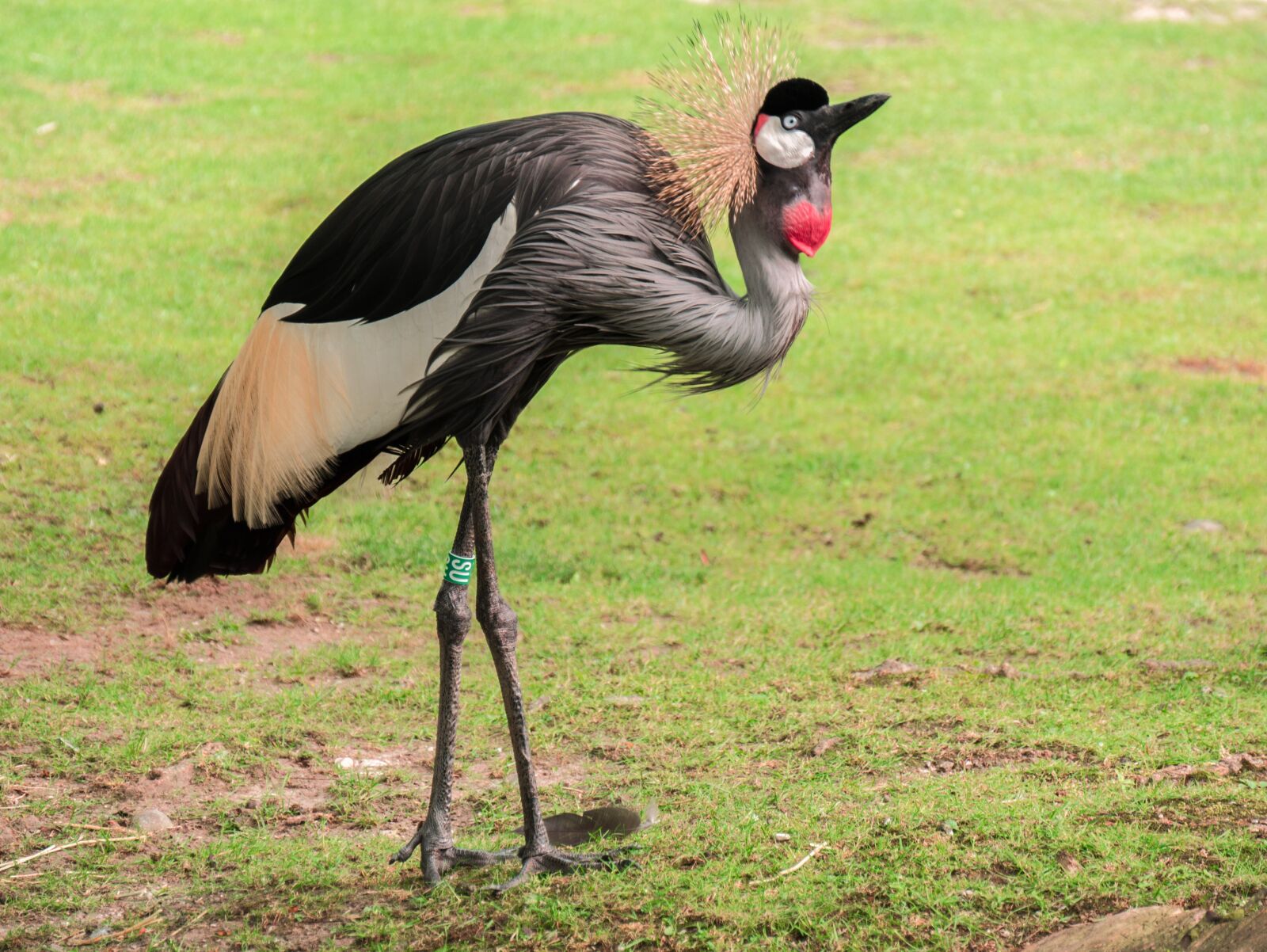 Panasonic DMC-G81 sample photo. Flightless bird, bird, crane photography