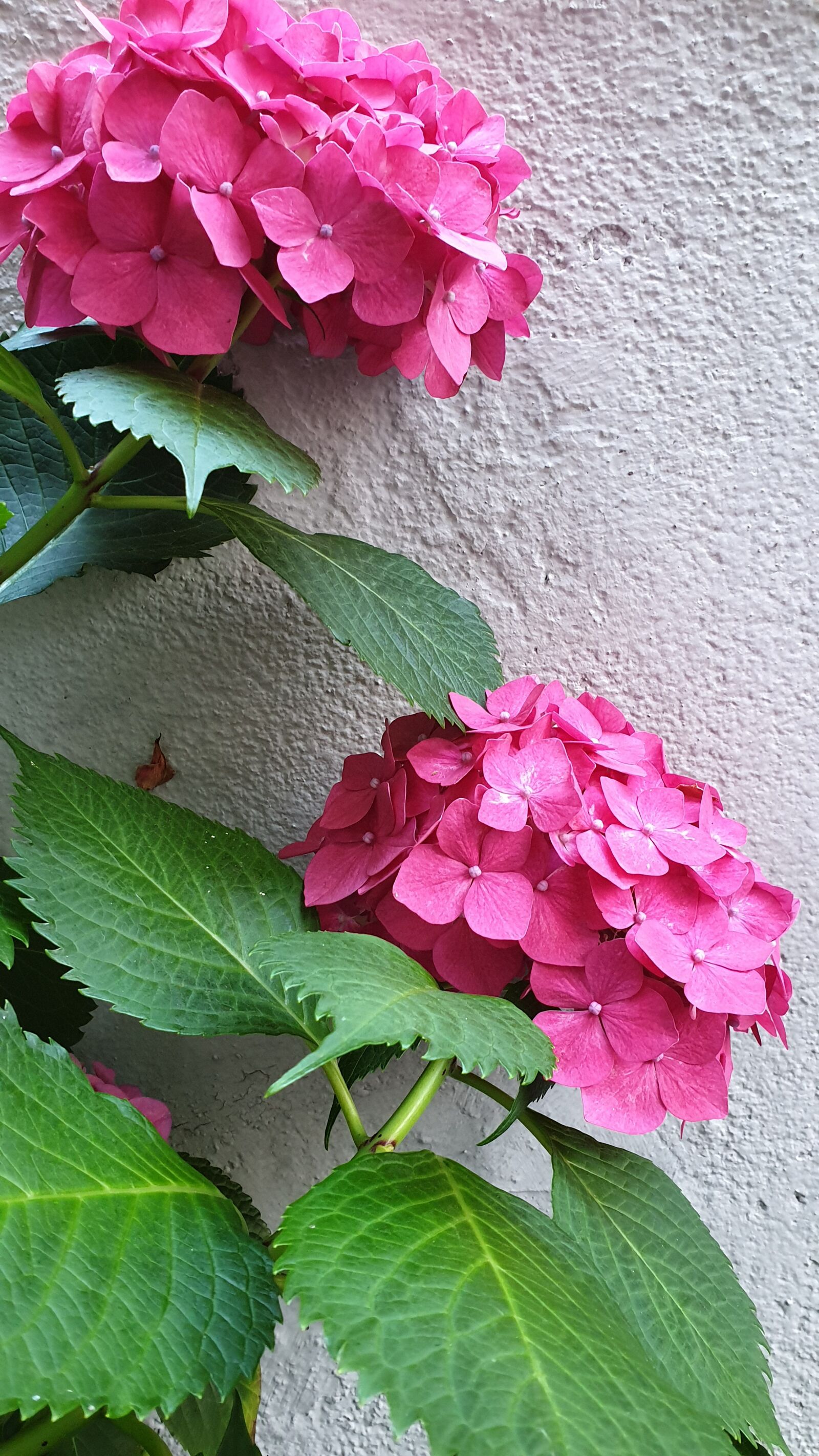 Samsung Galaxy S9+ sample photo. Korea, busan, hydrangea photography