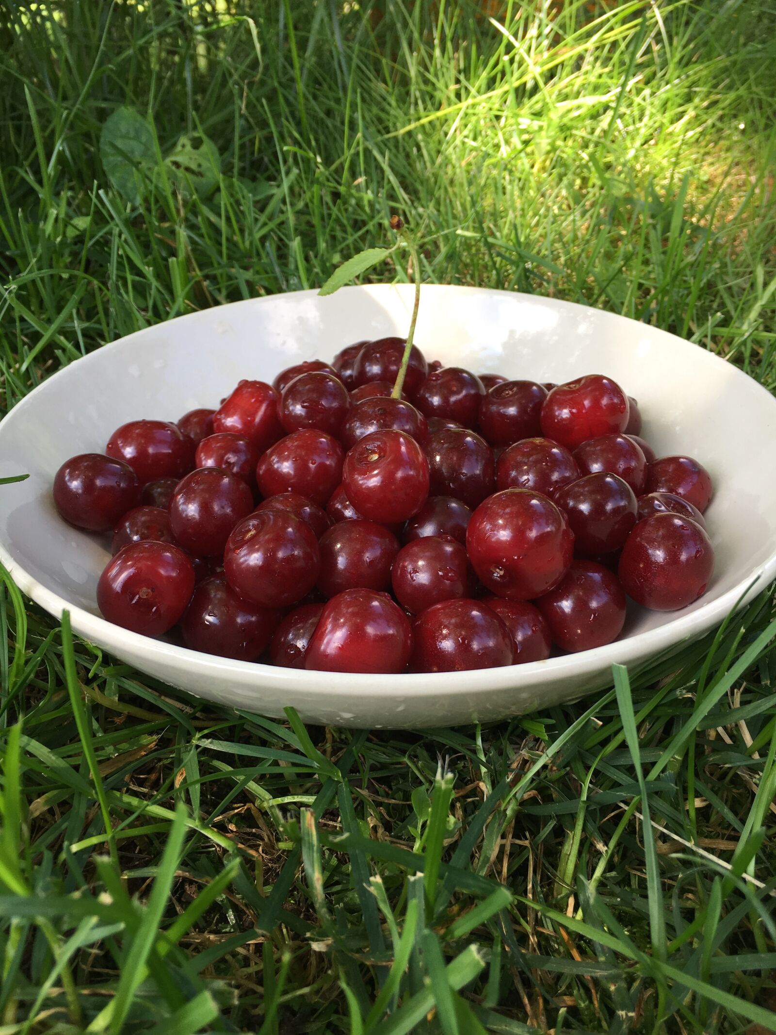Apple iPhone 6s sample photo. Cherry, berry, red photography