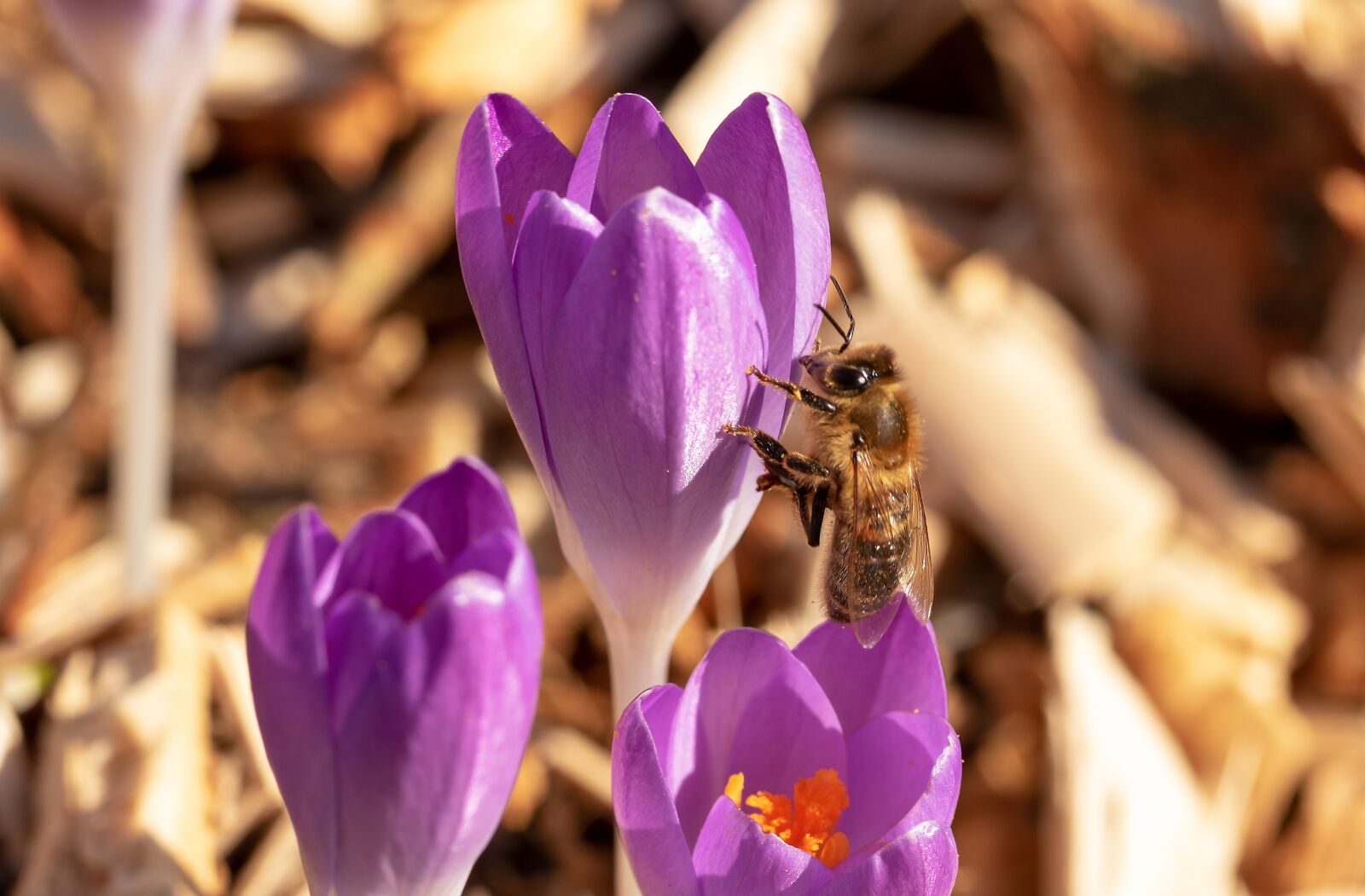 Canon EOS 750D (EOS Rebel T6i / EOS Kiss X8i) sample photo. Bee, crocus, honey bee photography