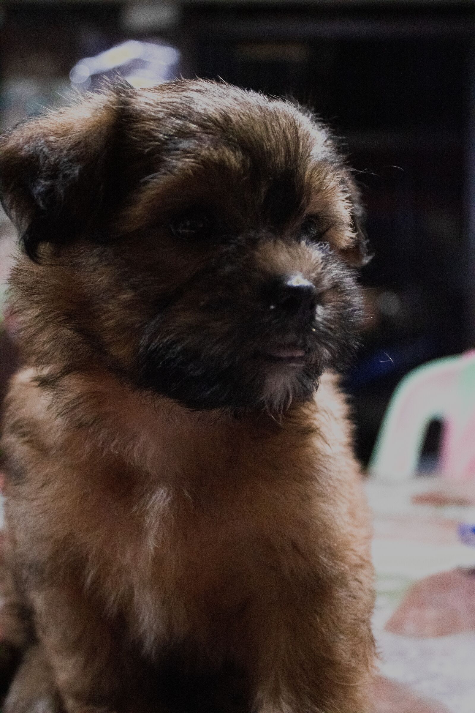 Canon EOS 2000D (EOS Rebel T7 / EOS Kiss X90 / EOS 1500D) sample photo. Shih tzu, puppy, shih photography