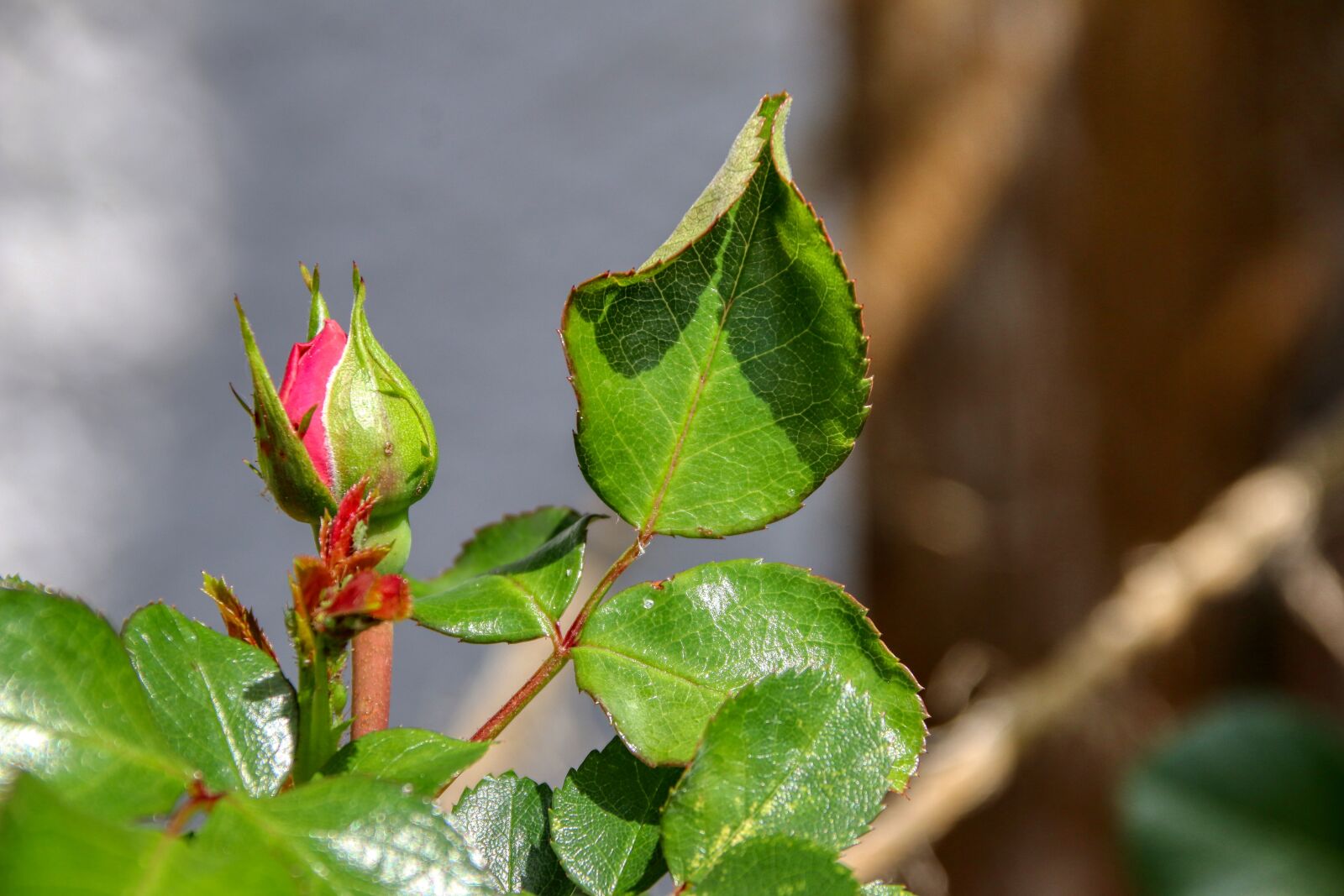 Canon EOS 80D sample photo. Rose, hatch, bud photography