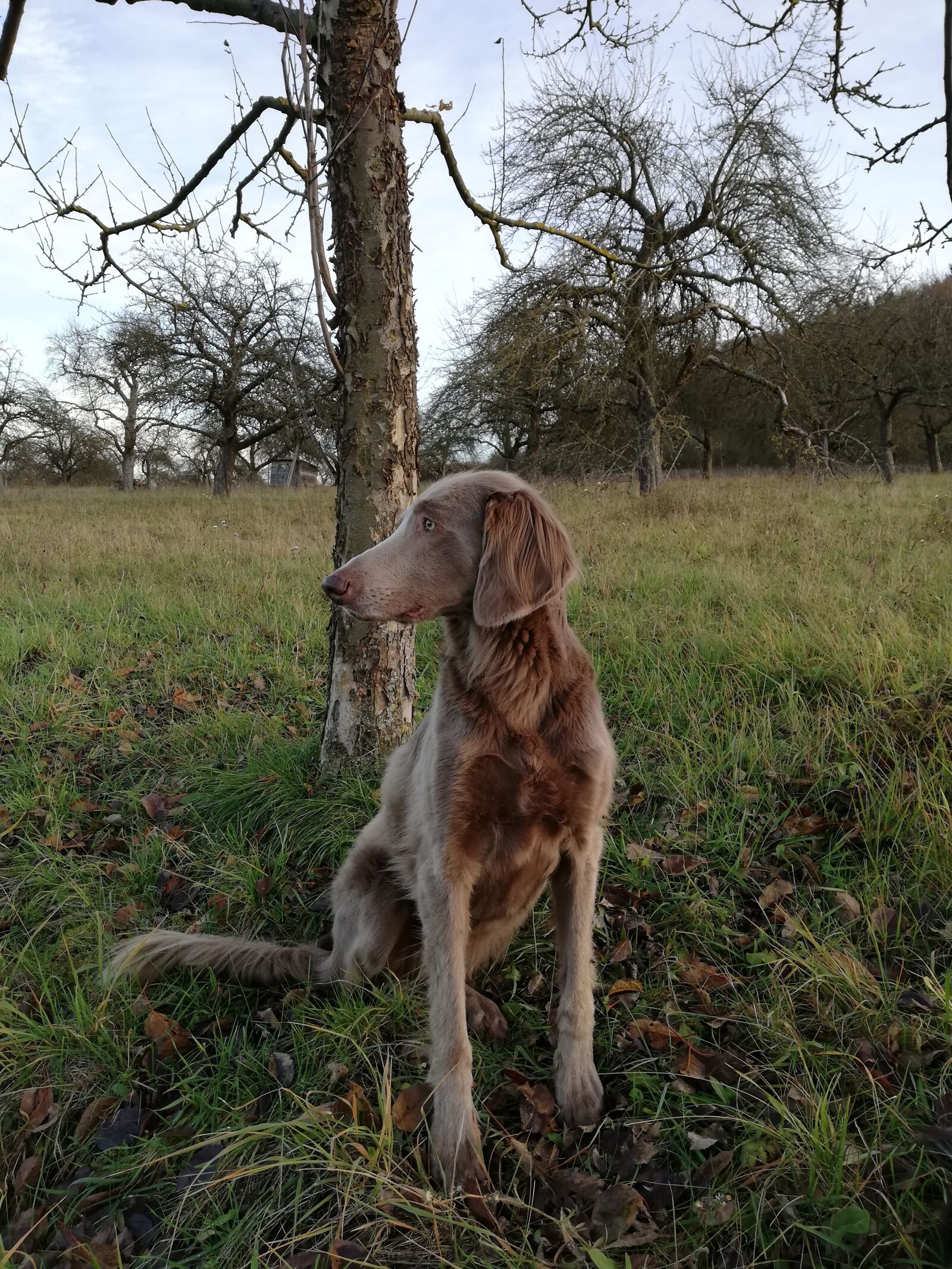 HUAWEI P20 lite sample photo. Autumn dress, autumn, dog photography