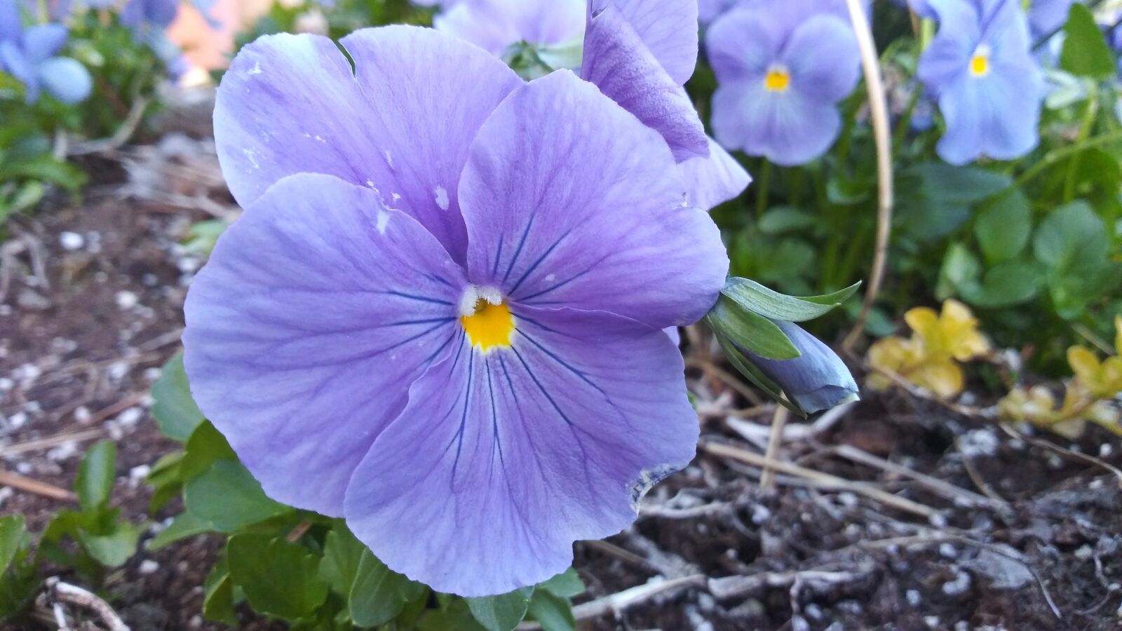 LG PREMIER PRO sample photo. Purple, flower, spring photography