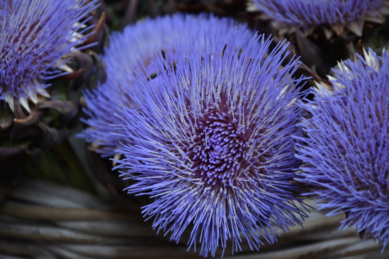 Nikon D5200 sample photo. Artichoke flower, artichokes, purple photography