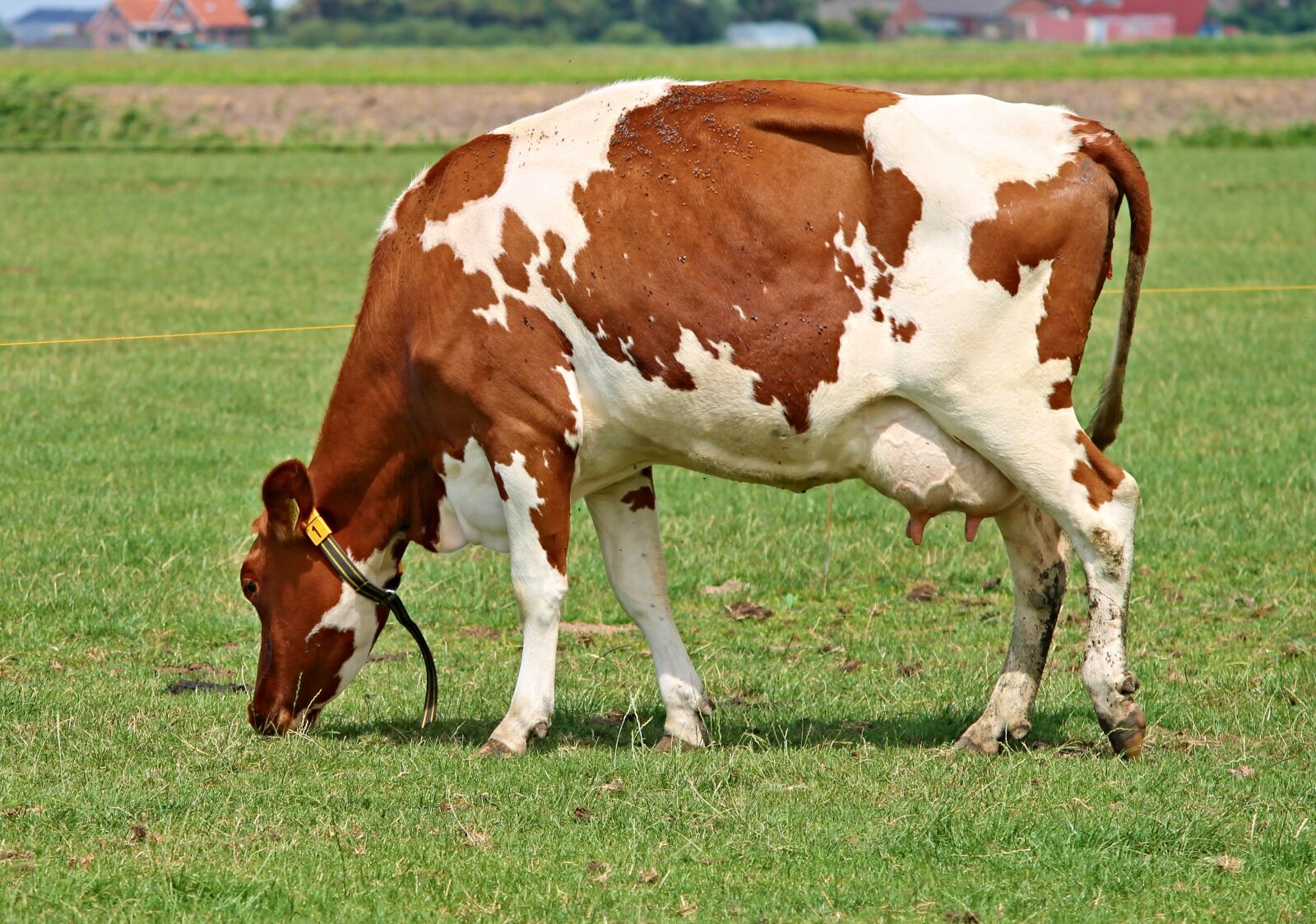 Canon EOS 1100D (EOS Rebel T3 / EOS Kiss X50) sample photo. Cow, milk cow, beef photography