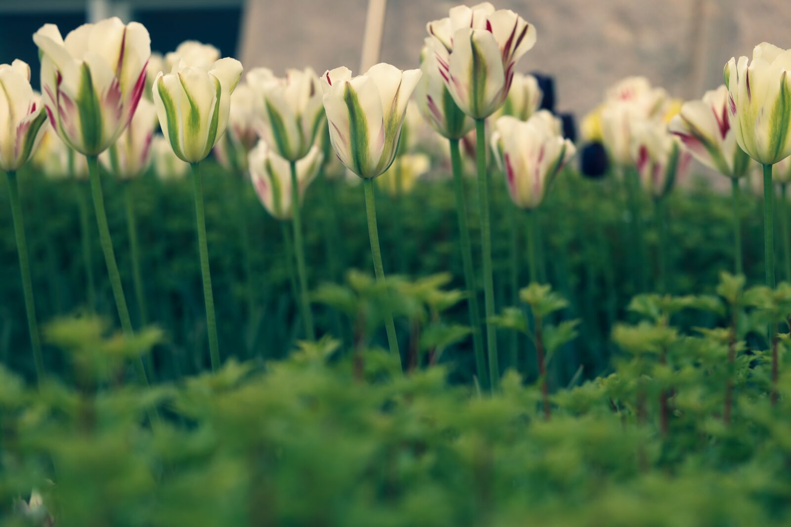 Canon EOS R sample photo. Tulip, flower, garden photography