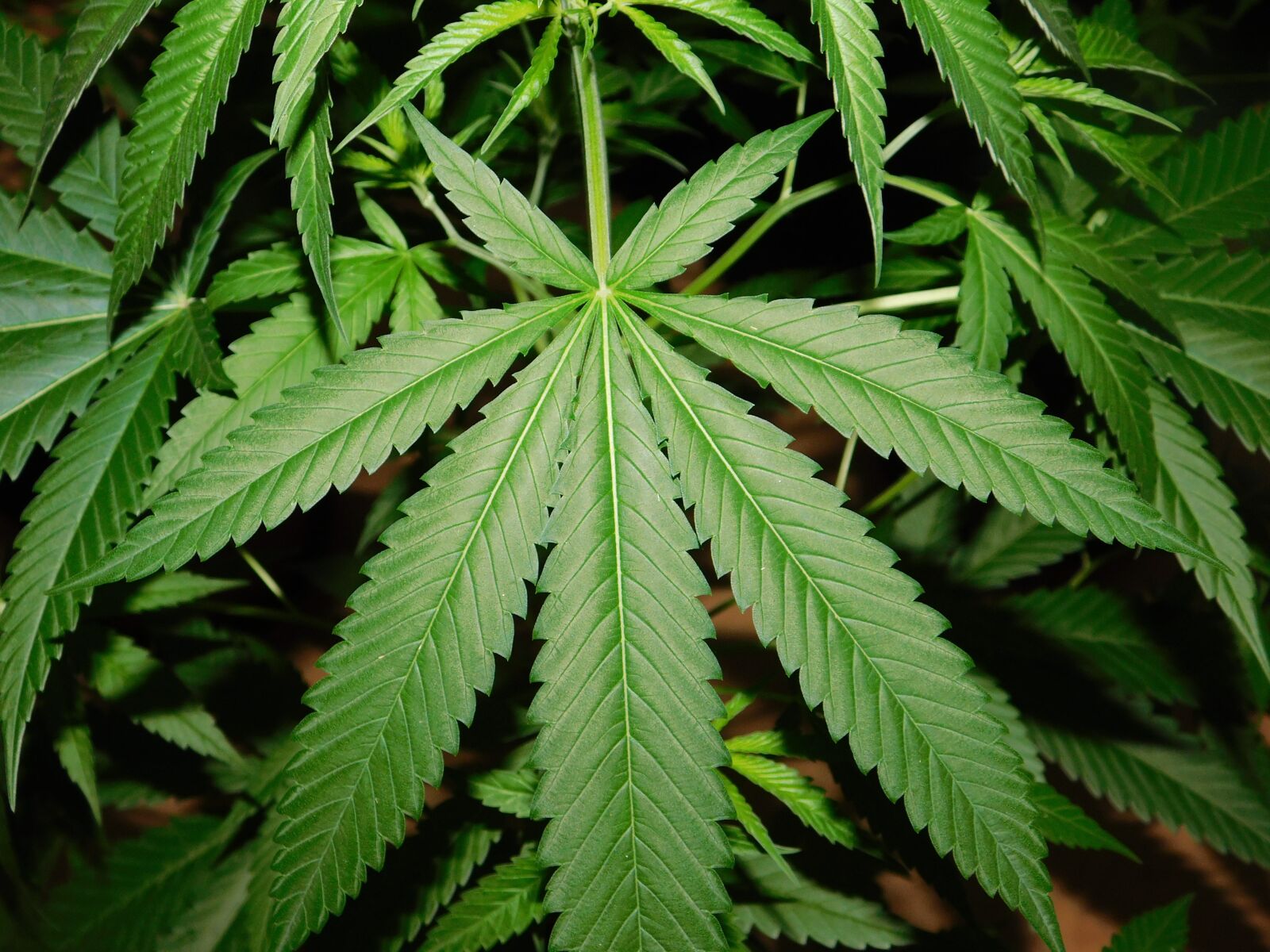 Nikon Coolpix B500 sample photo. Leaf, green, marijuana photography