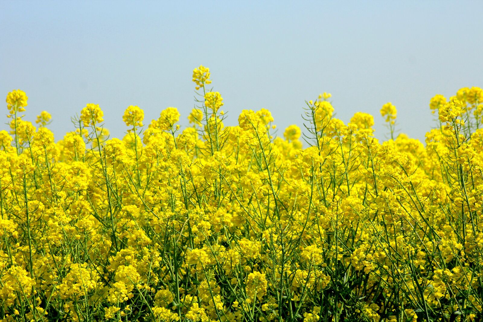 Canon EOS 1200D (EOS Rebel T5 / EOS Kiss X70 / EOS Hi) sample photo. Rapeseed, plant a buttery photography