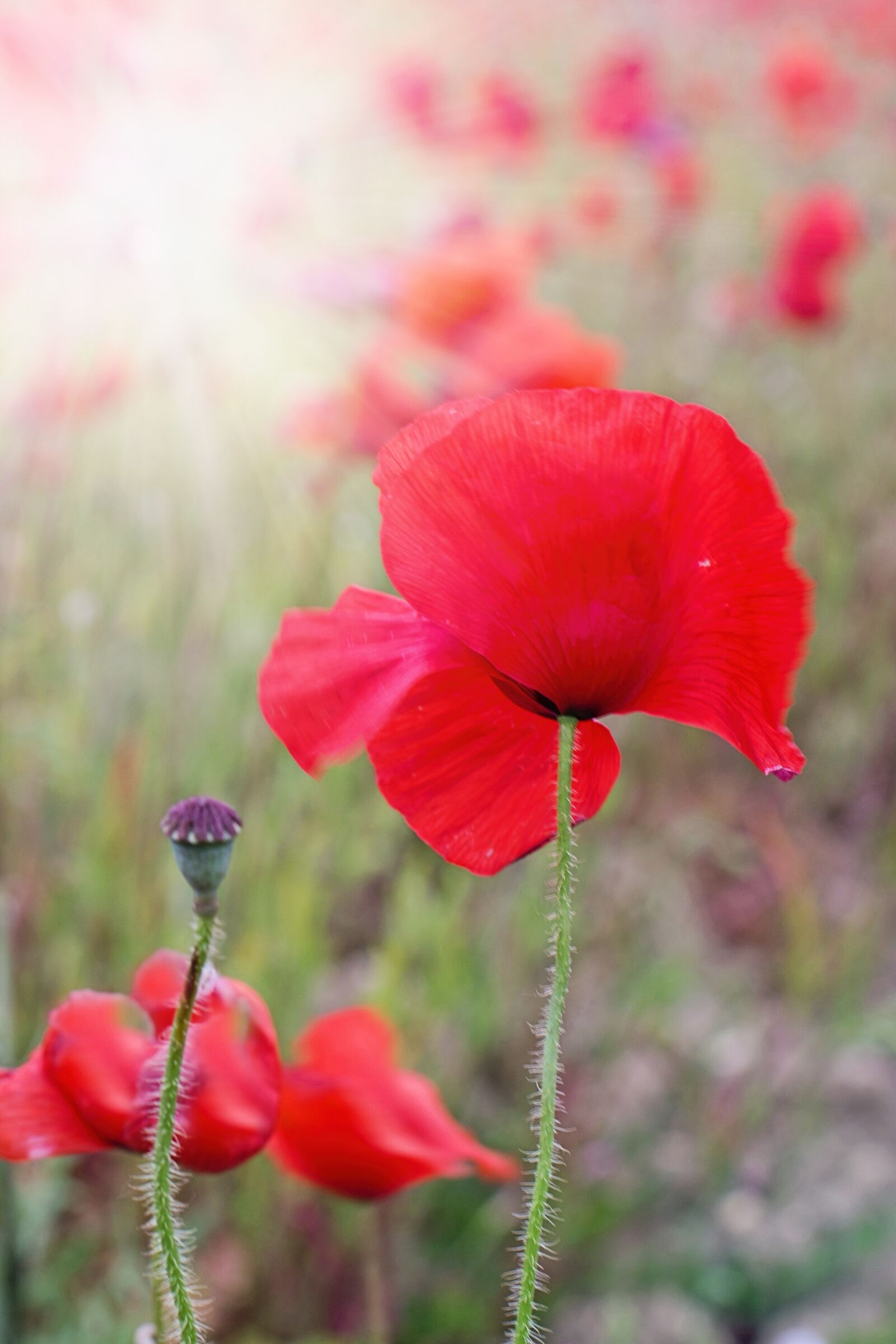 Canon EF 50mm F1.4 USM sample photo. Poppies, red, flowers photography
