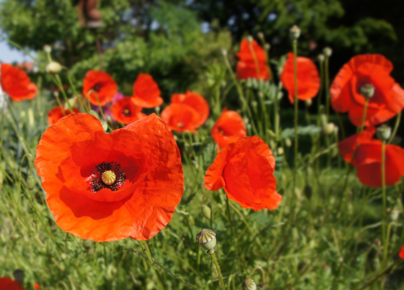 Sony SLT-A33 sample photo. Poppy, flower, red photography