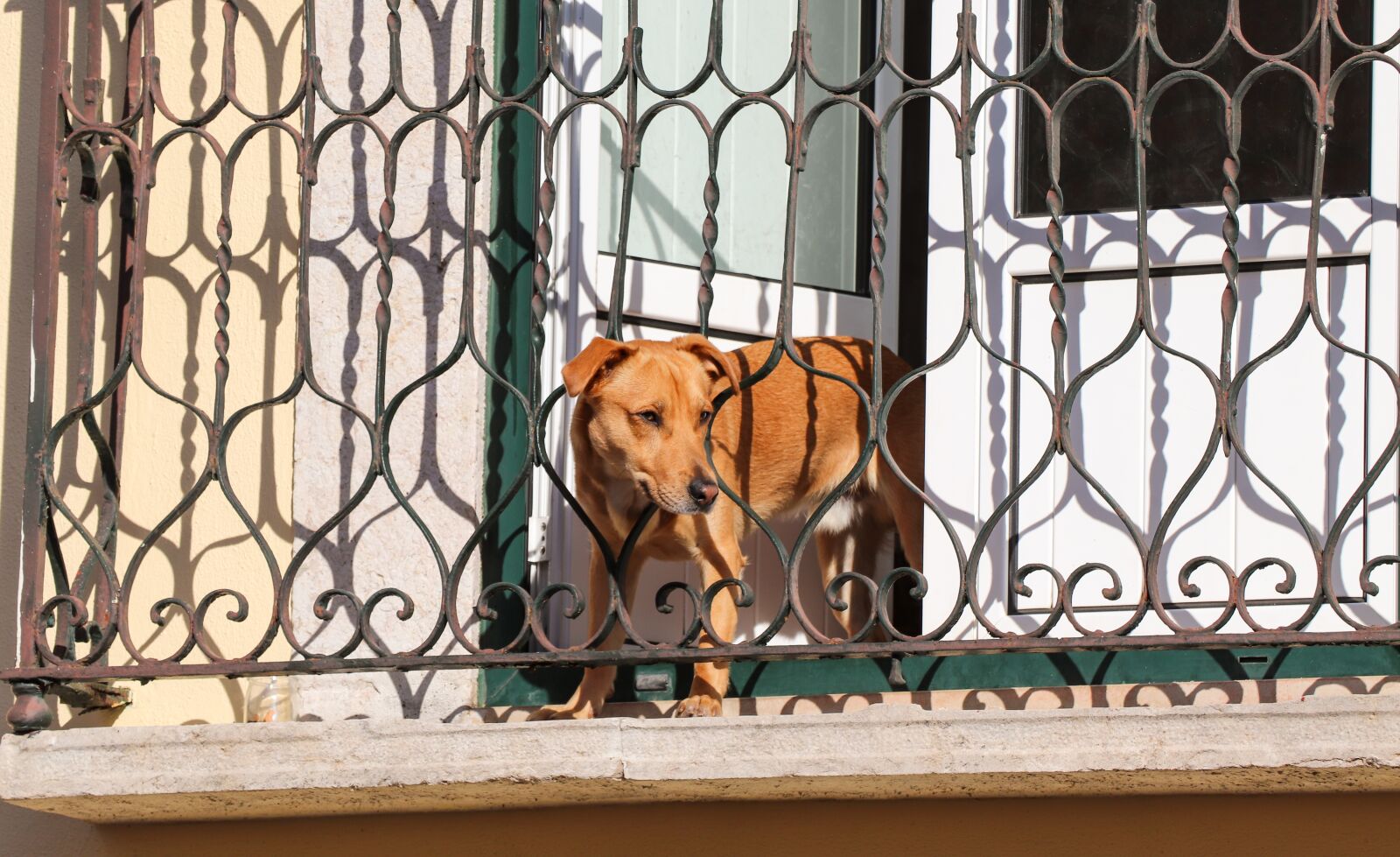 Canon EOS 200D (EOS Rebel SL2 / EOS Kiss X9) sample photo. Dog, balcony, outlook photography