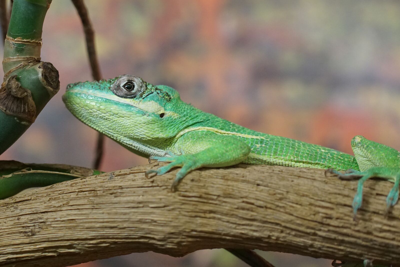 Sony ILCA-77M2 sample photo. Ritteranolis, lizard, schuppenkriechtier photography