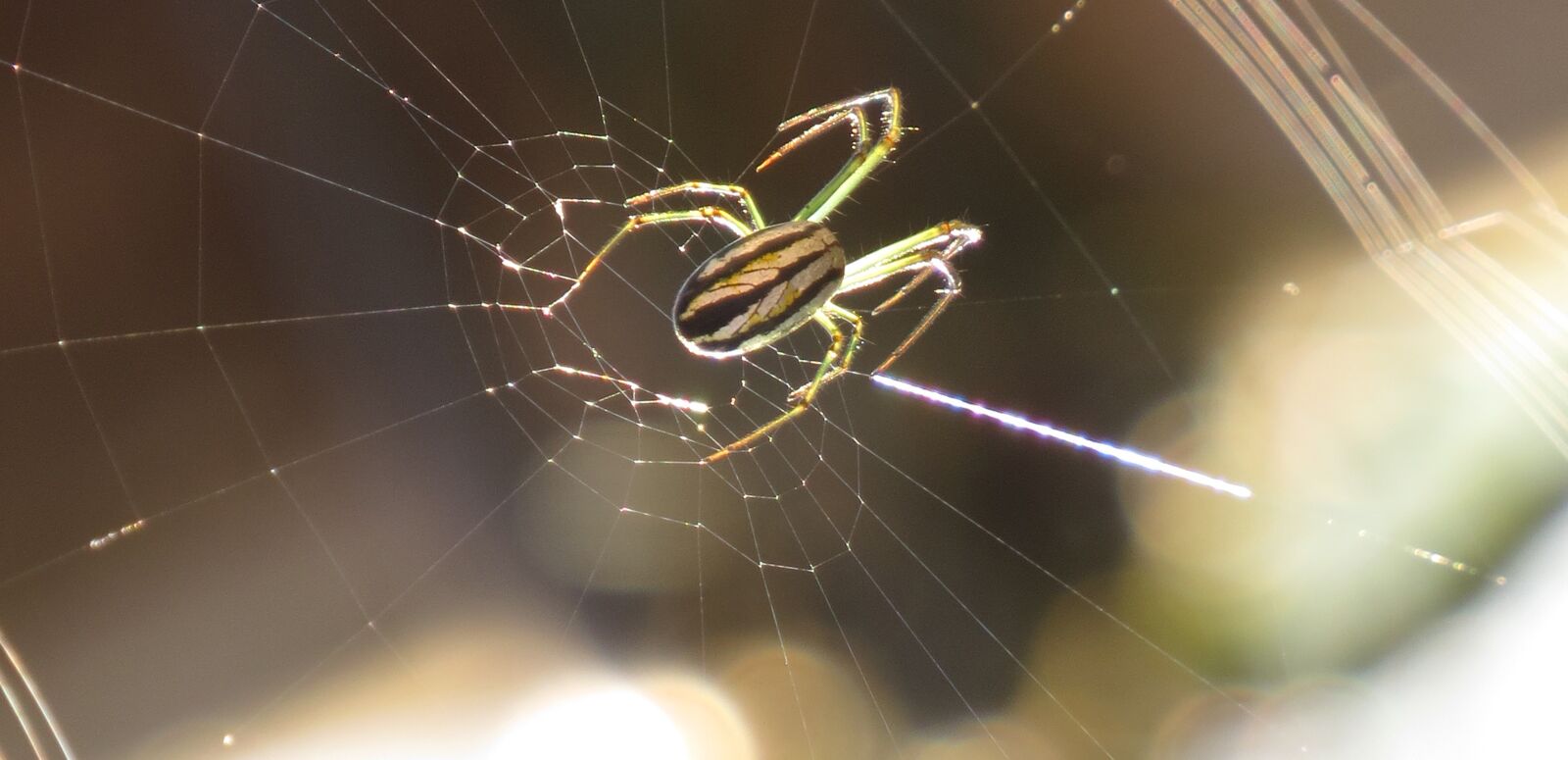 Canon PowerShot SX50 HS sample photo. Spider, arachnid, insect photography
