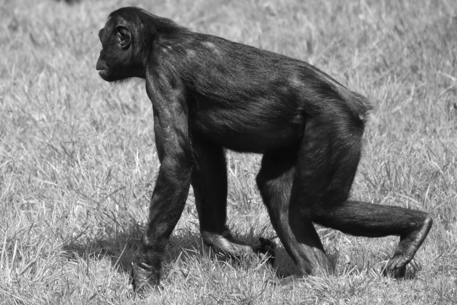 Nikon D7200 sample photo. Monkey, animal, mammal photography