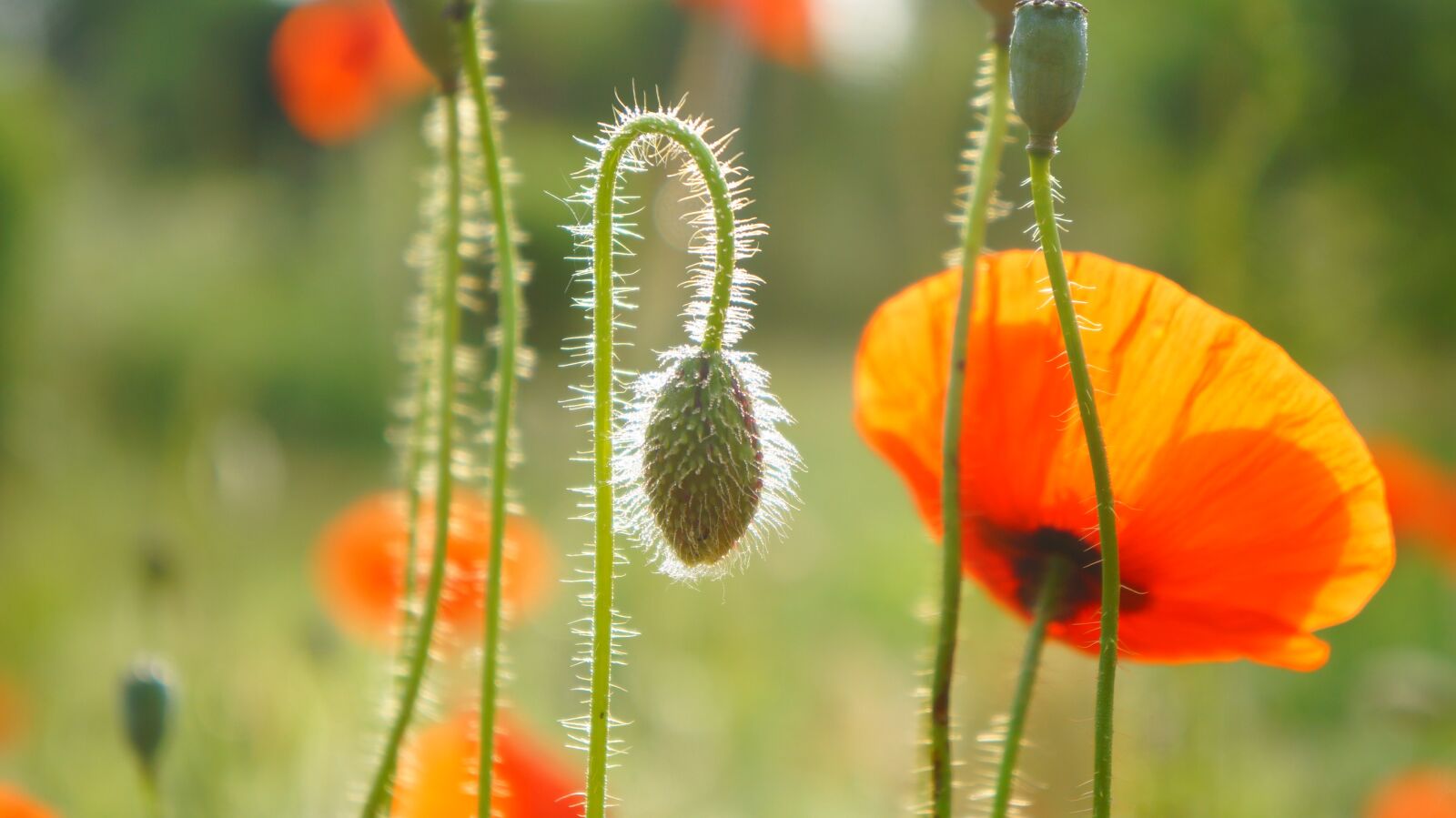 Sony Alpha a3000 + Sony E 18-55mm F3.5-5.6 OSS sample photo. Nature, plants, poppy photography