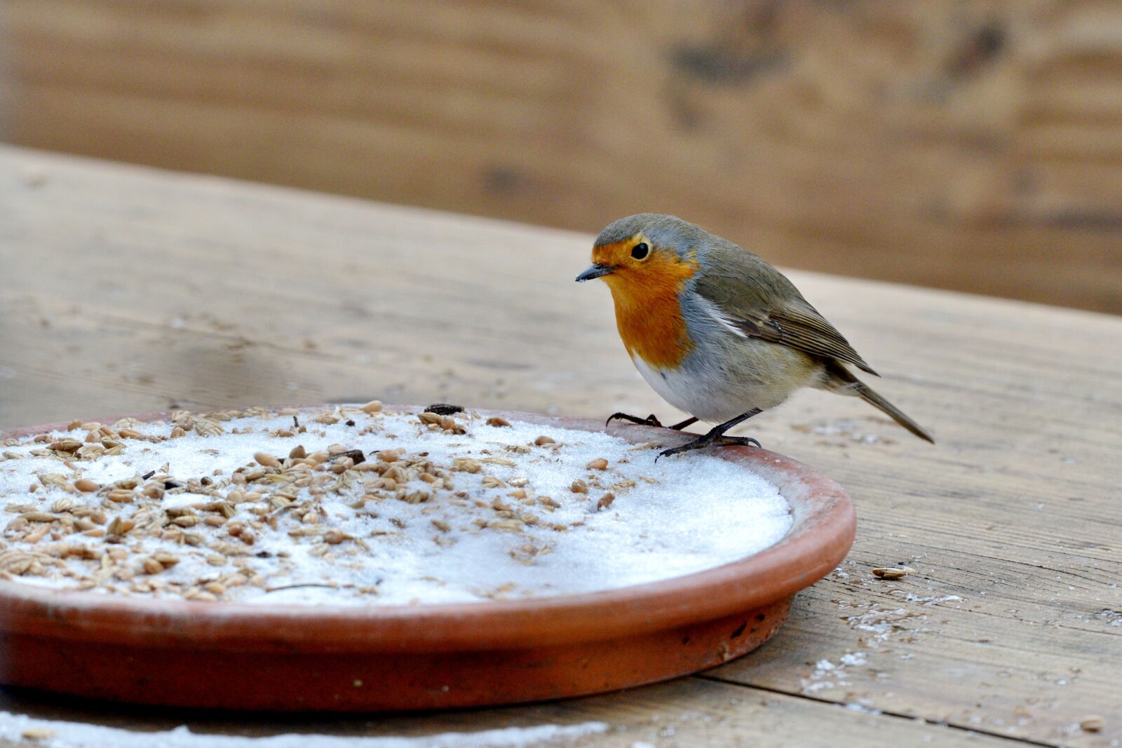 Nikon D600 sample photo. Robin, bird, winter photography