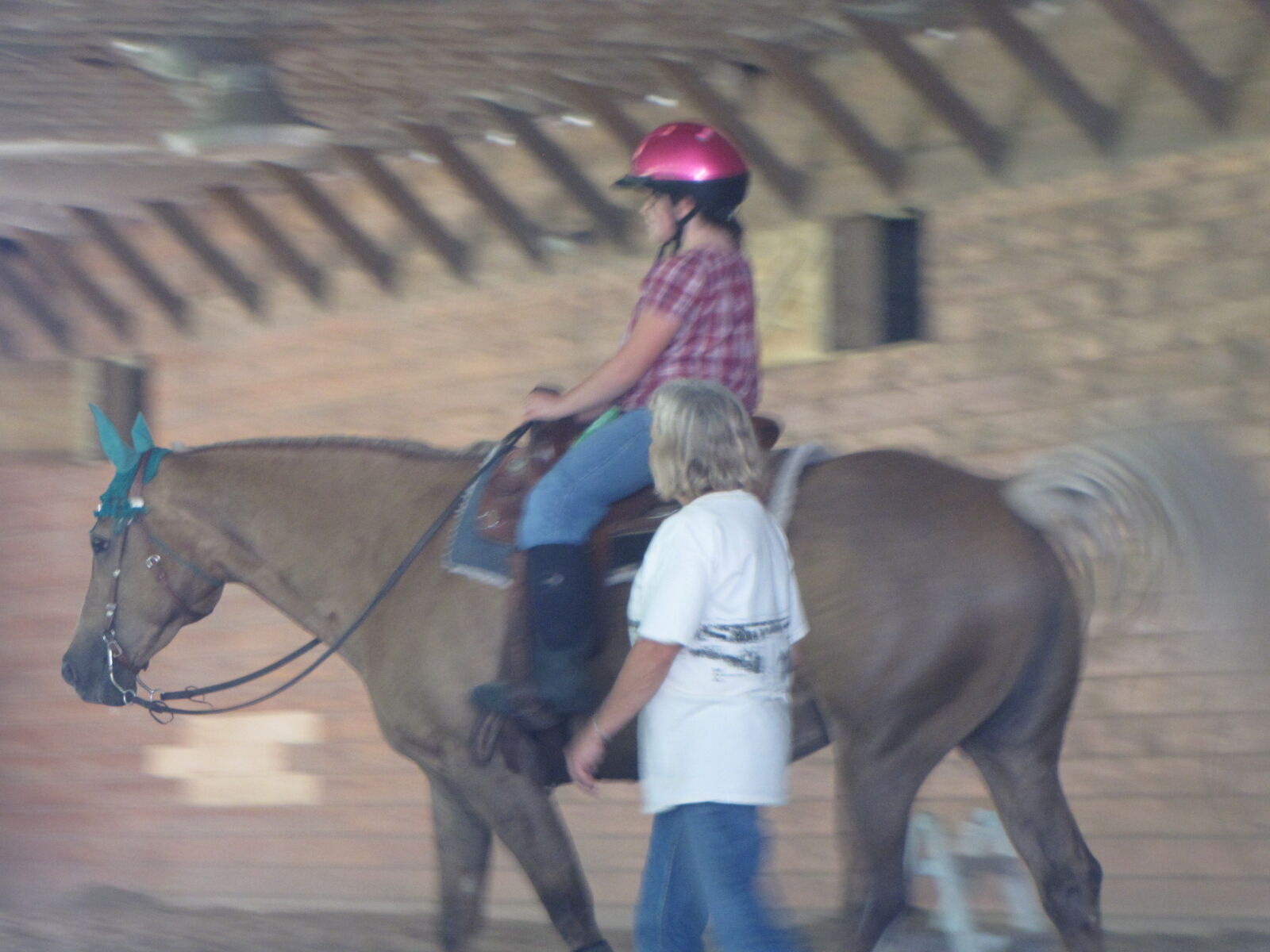 Canon PowerShot SX10 IS sample photo. This, is, the, horse photography