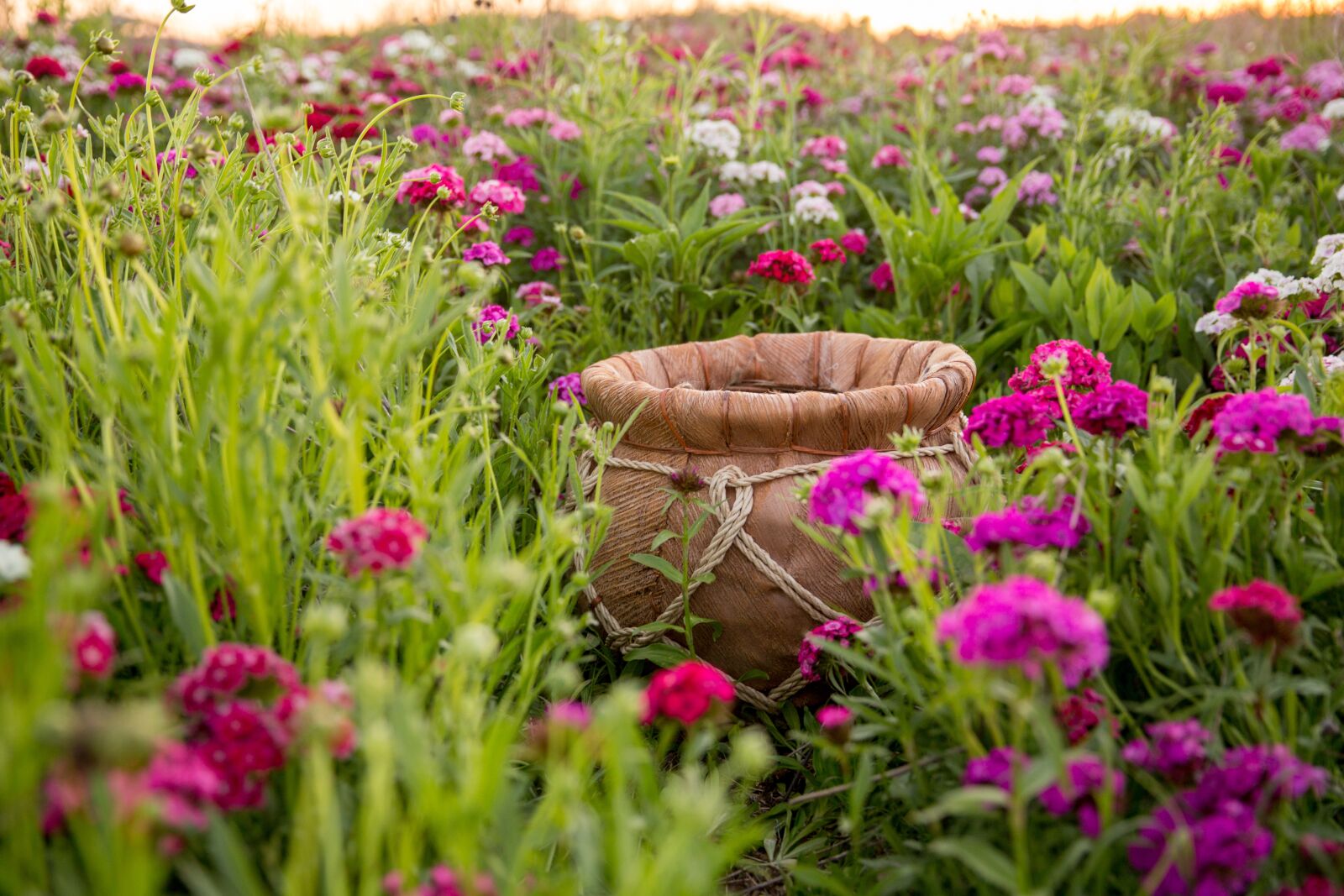 Canon EF 24-70mm F2.8L II USM sample photo. Flower field, bucket, baby photography