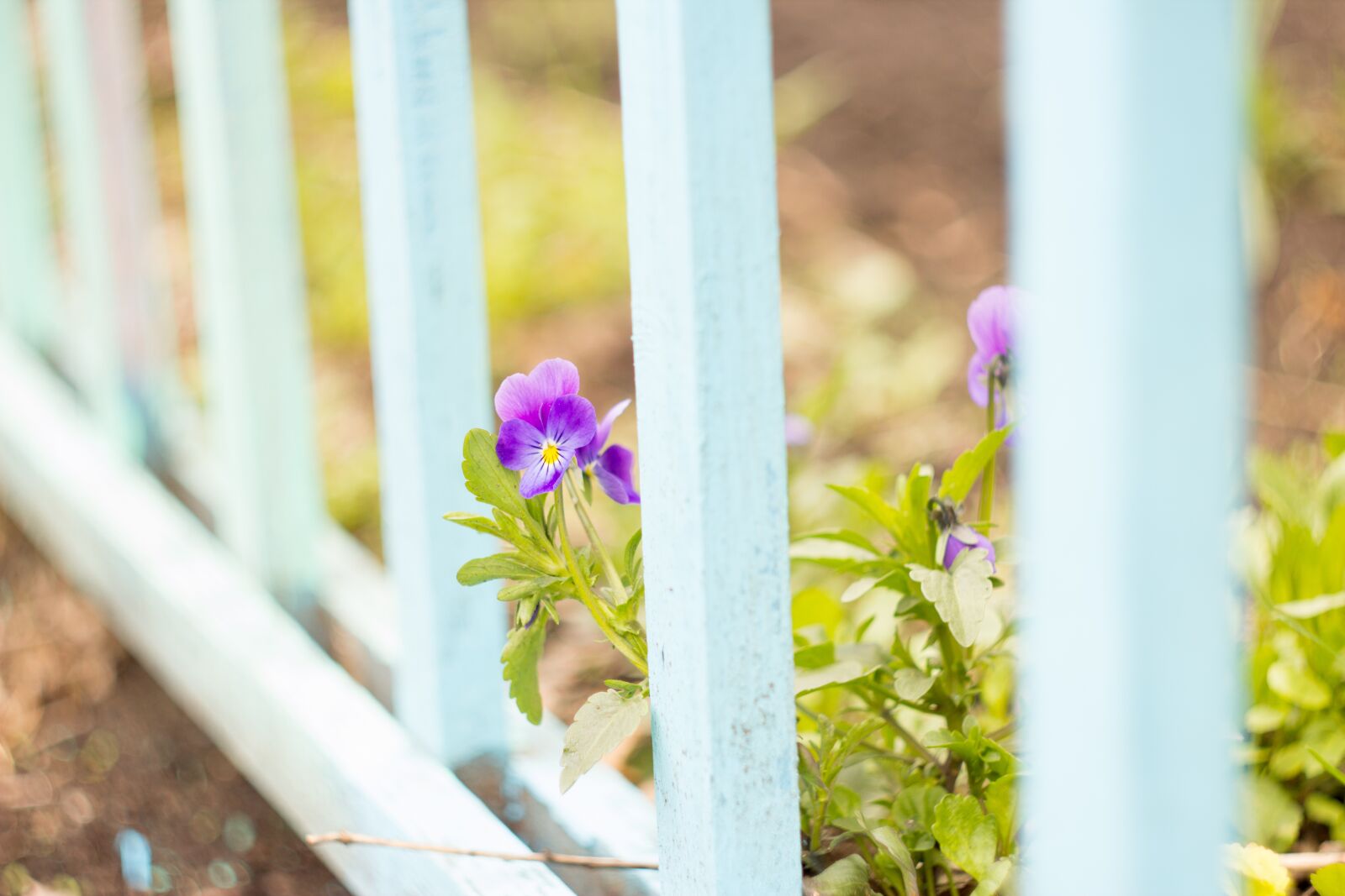 Canon EOS 600D (Rebel EOS T3i / EOS Kiss X5) sample photo. Plant, beautiful flower photography