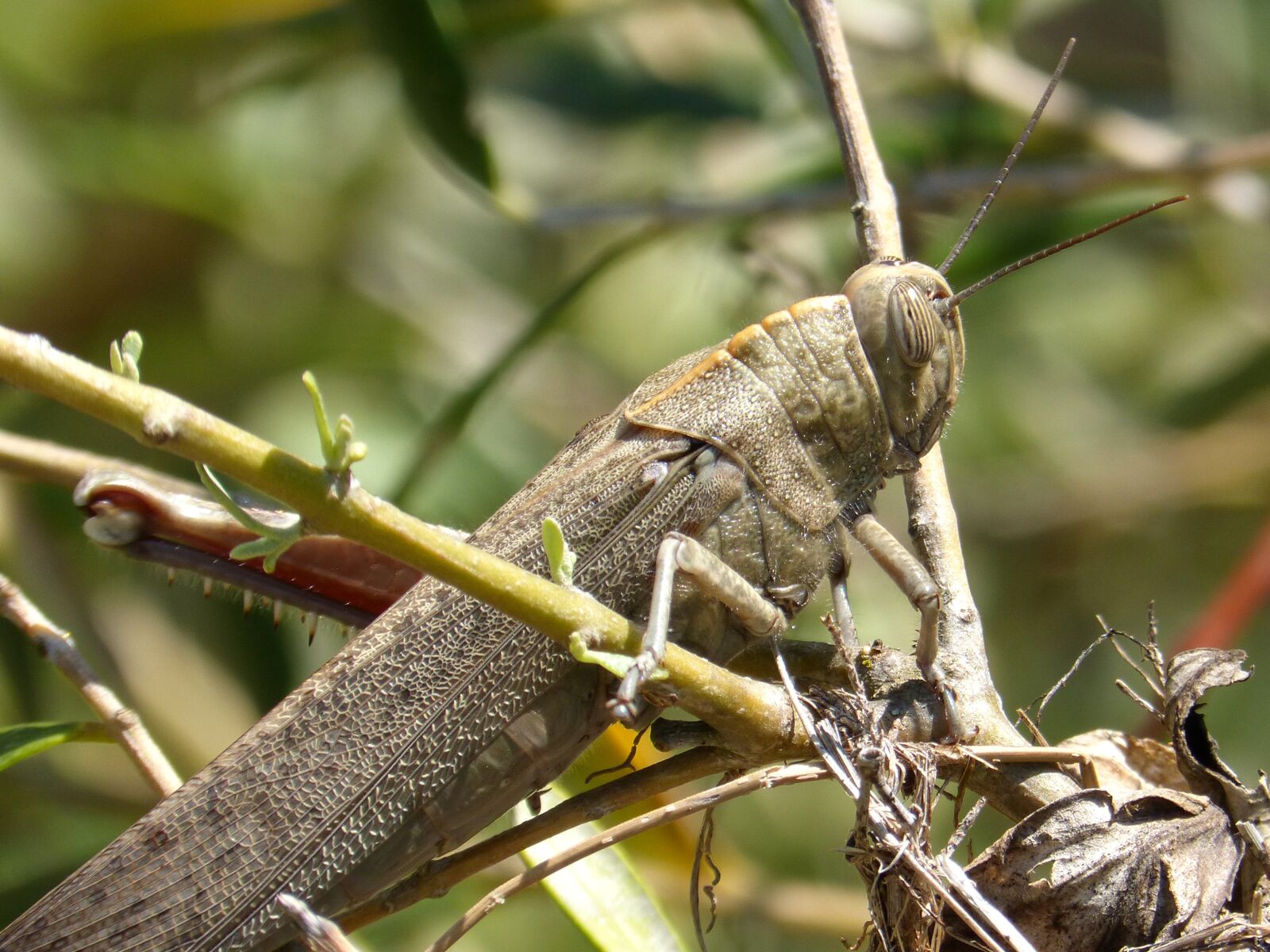 Panasonic DMC-FZ62 sample photo. Grasshopper, insect, orthopteron photography