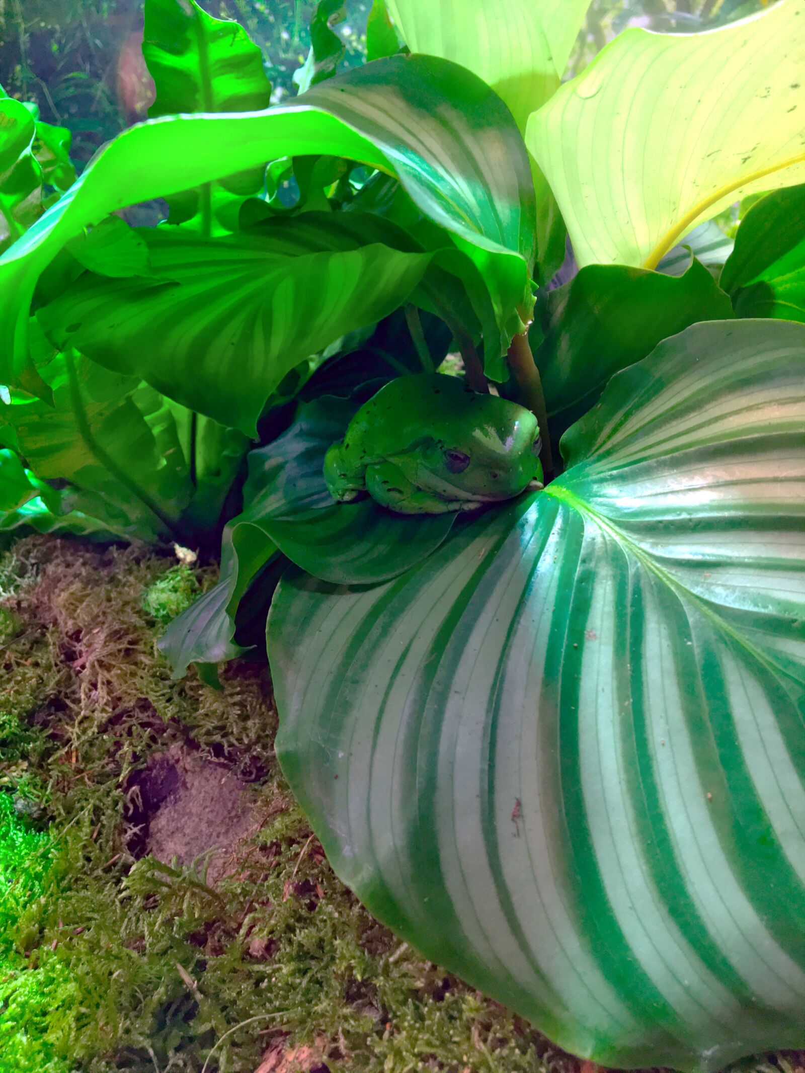 iPhone 6s back camera 4.15mm f/2.2 sample photo. Aquarium, frog, reptile photography
