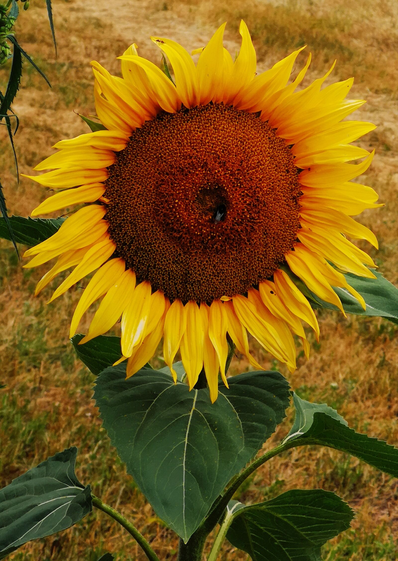 HUAWEI CLT-L29 sample photo. Summer, sunflower, bee photography