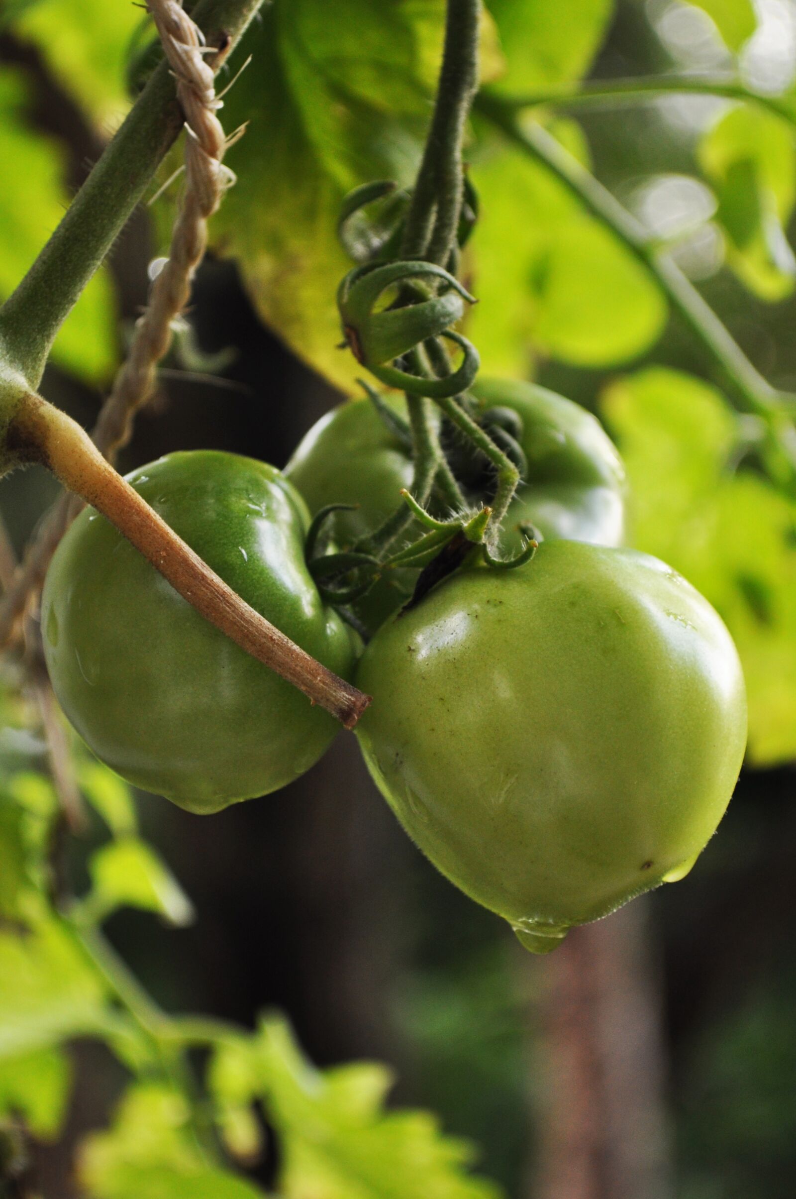 Nikon D5000 sample photo. Tomatoes, branch, droplets photography