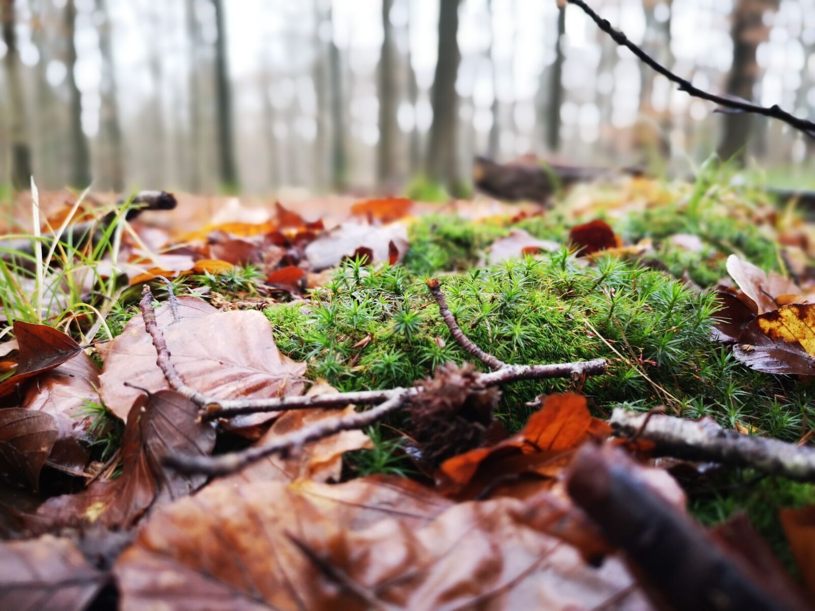 HUAWEI CLT-L29 sample photo. Forest, moss, wet photography