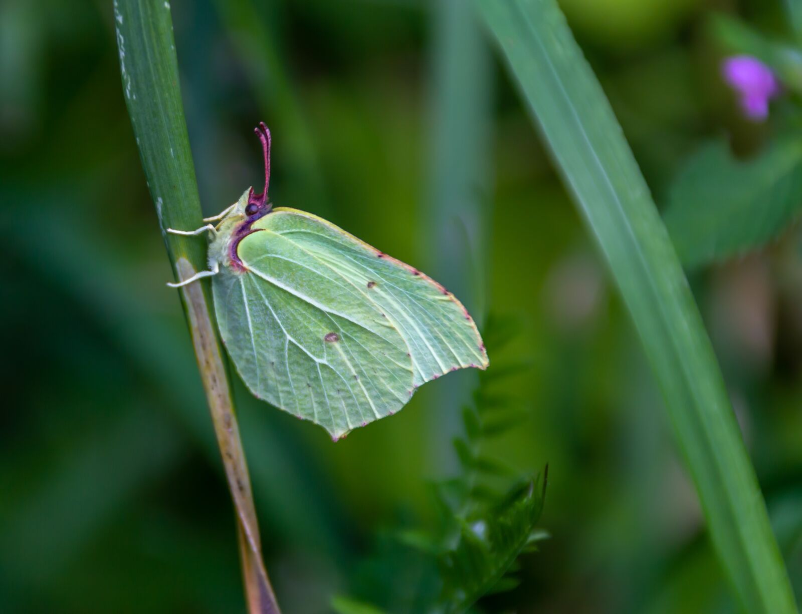 Canon EOS 60D sample photo. Gonepteryx rhamni, butterfly, edelfalter photography