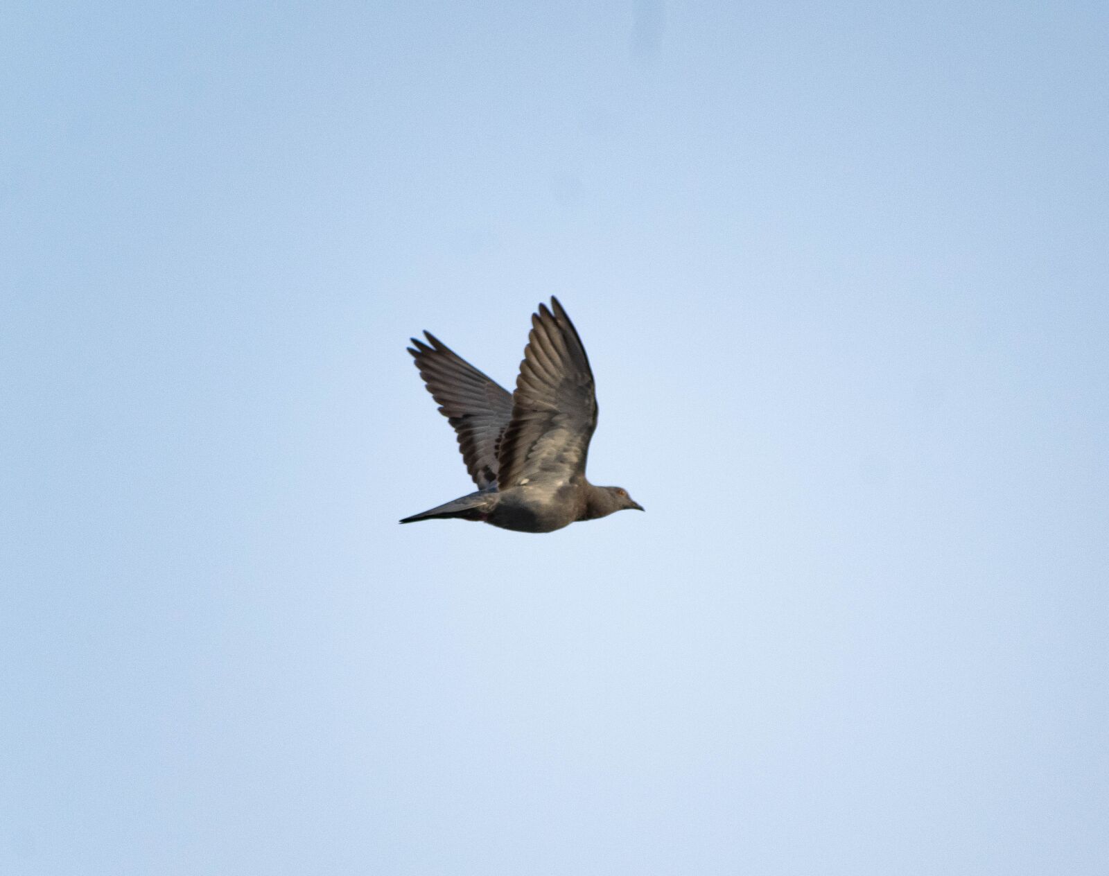 Nikon D3300 sample photo. Pigeon, flying, dove photography