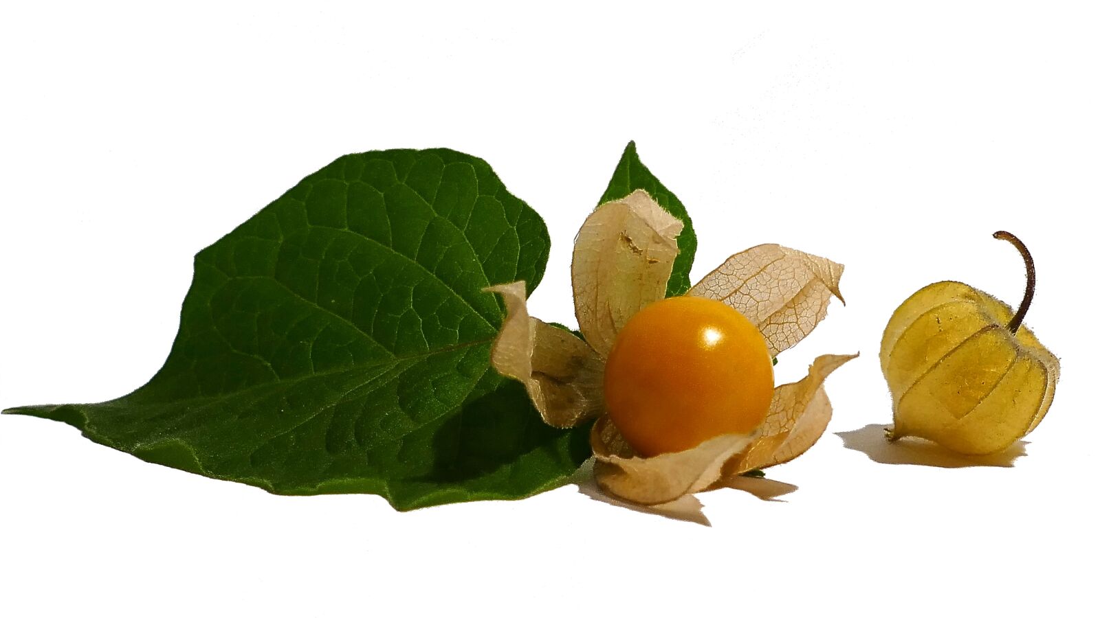 Panasonic Lumix DMC-FZ1000 sample photo. Physalis, cape gooseberry, fruit photography