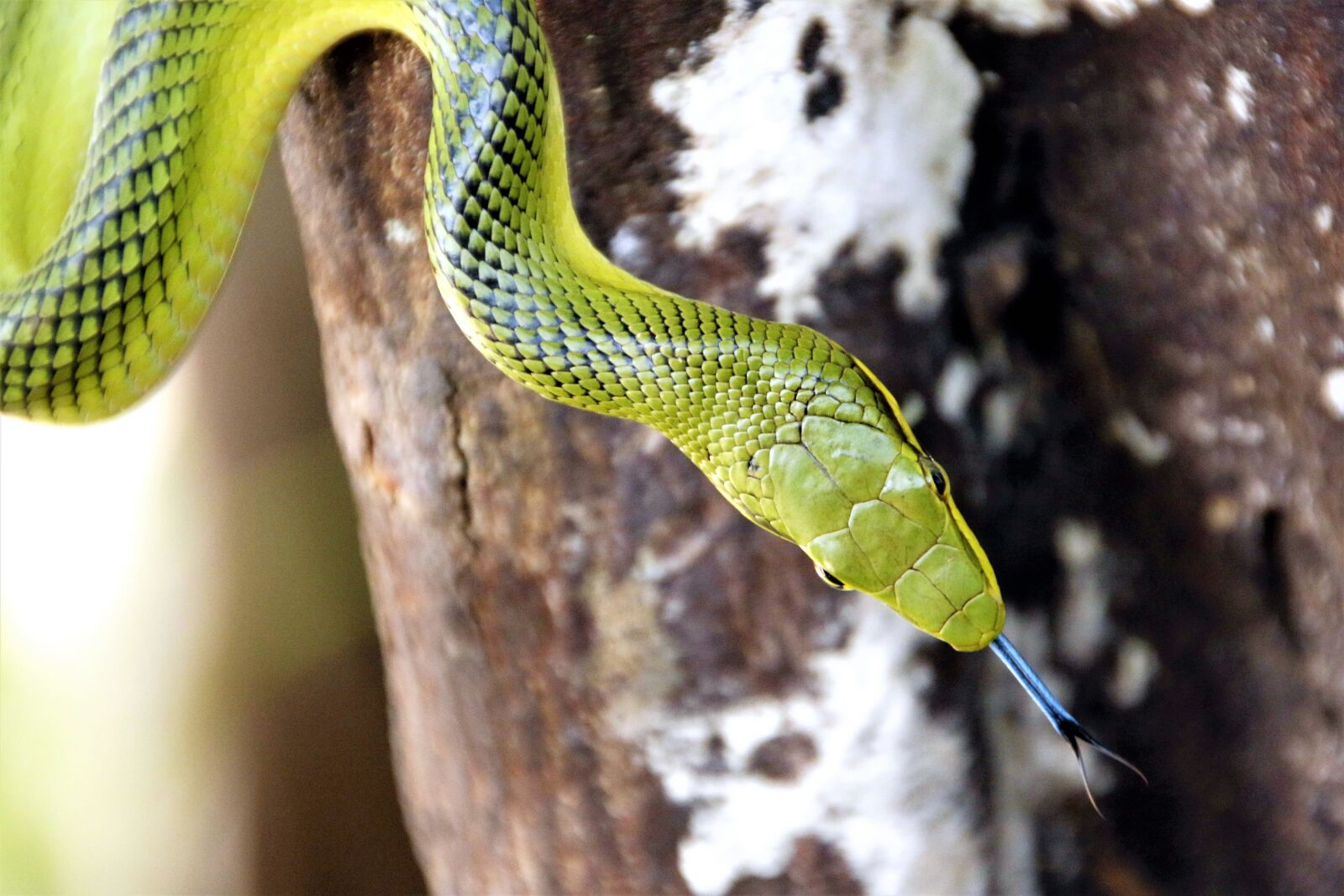 Canon EOS 70D sample photo. Snake, tree snake, green photography