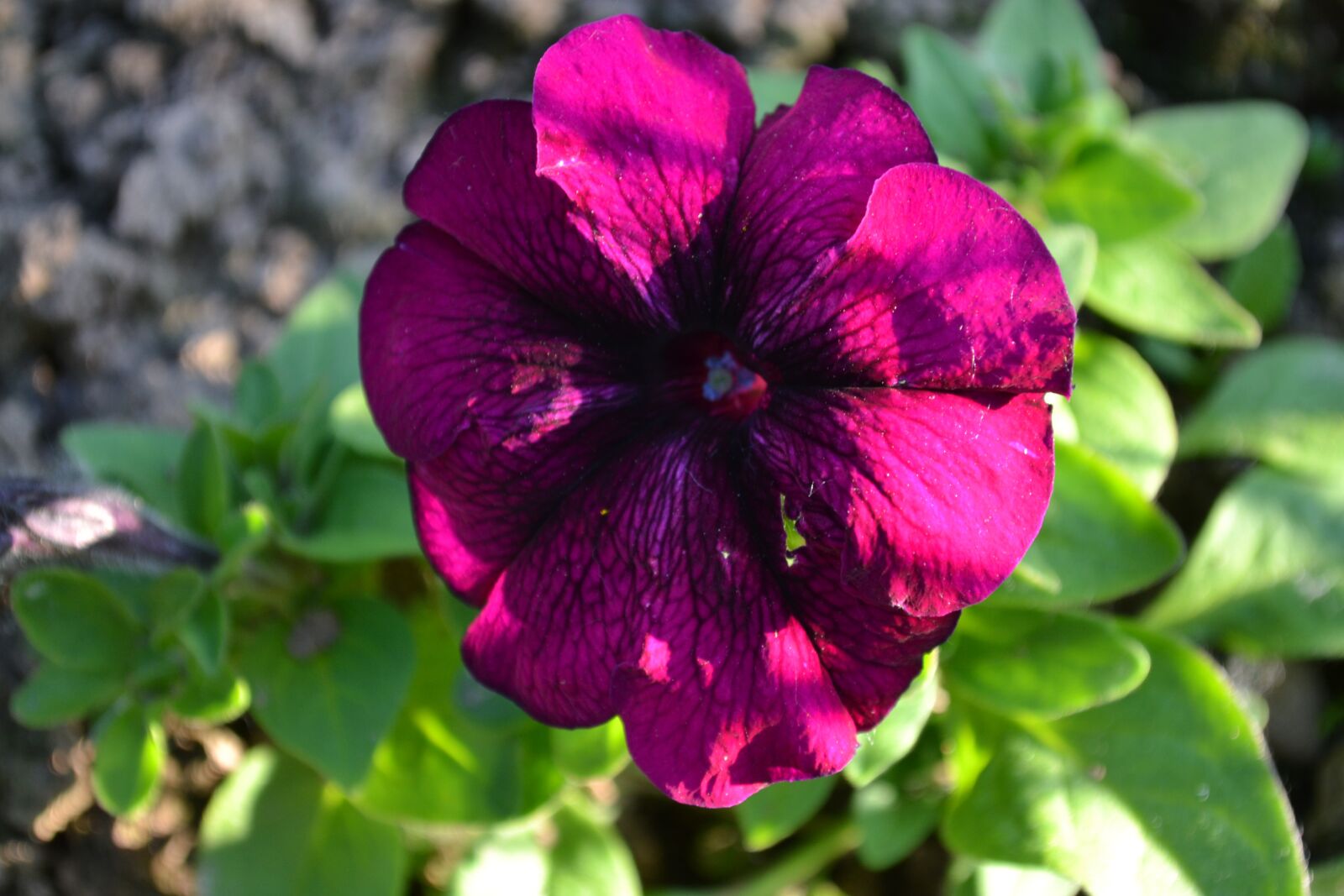 Nikon D3100 sample photo. Flower, summer, nature photography