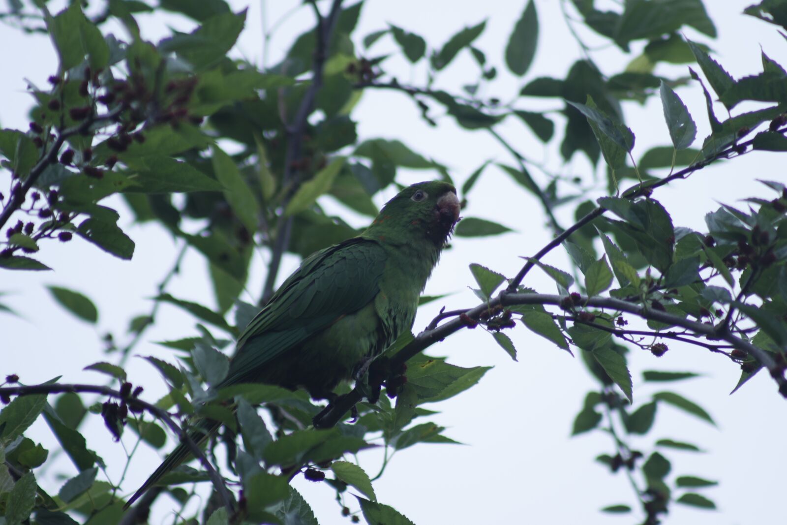 Canon EF75-300mm f/4-5.6 sample photo. Parrot, brazil, bird photography