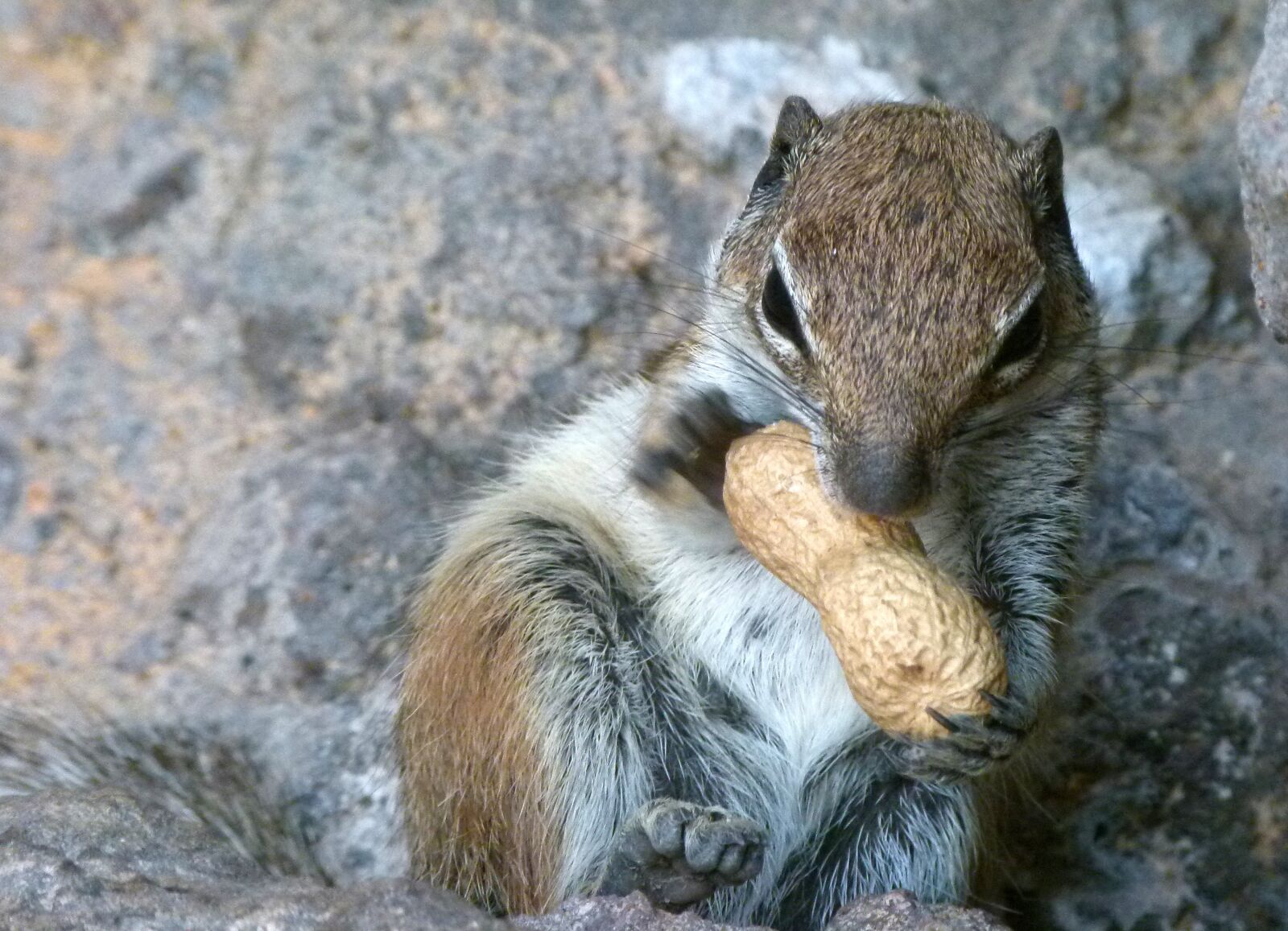 Panasonic Lumix DMC-FZ100 sample photo. Stone squirrel, nature, animal photography