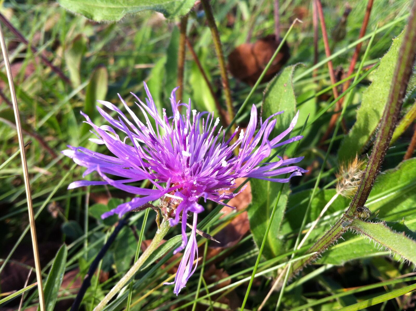 Apple iPhone 4 sample photo. Flower, blossom, bloom photography