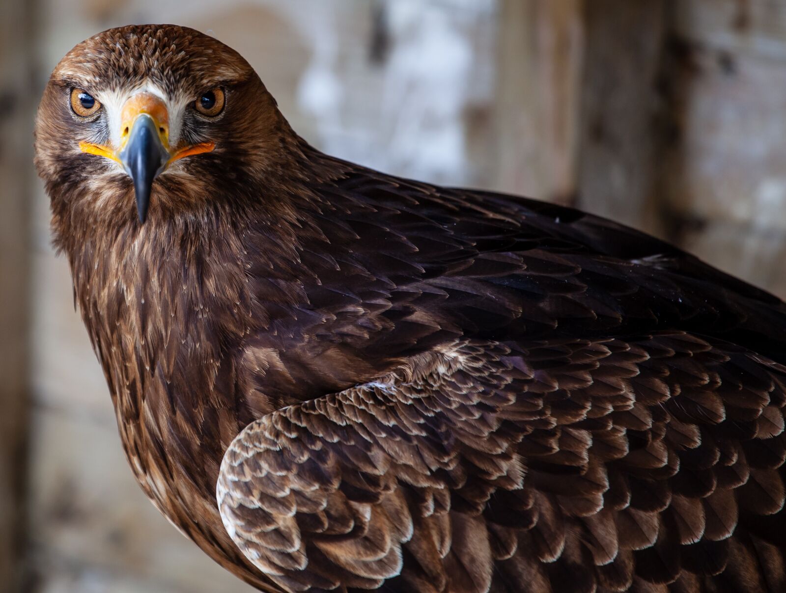 Canon EOS 5D Mark II sample photo. Eagle, raptor, plumage photography