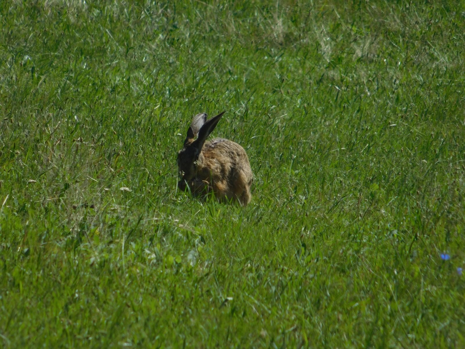 Nikon Coolpix L840 sample photo. Animal, wildlife, grass, hare photography