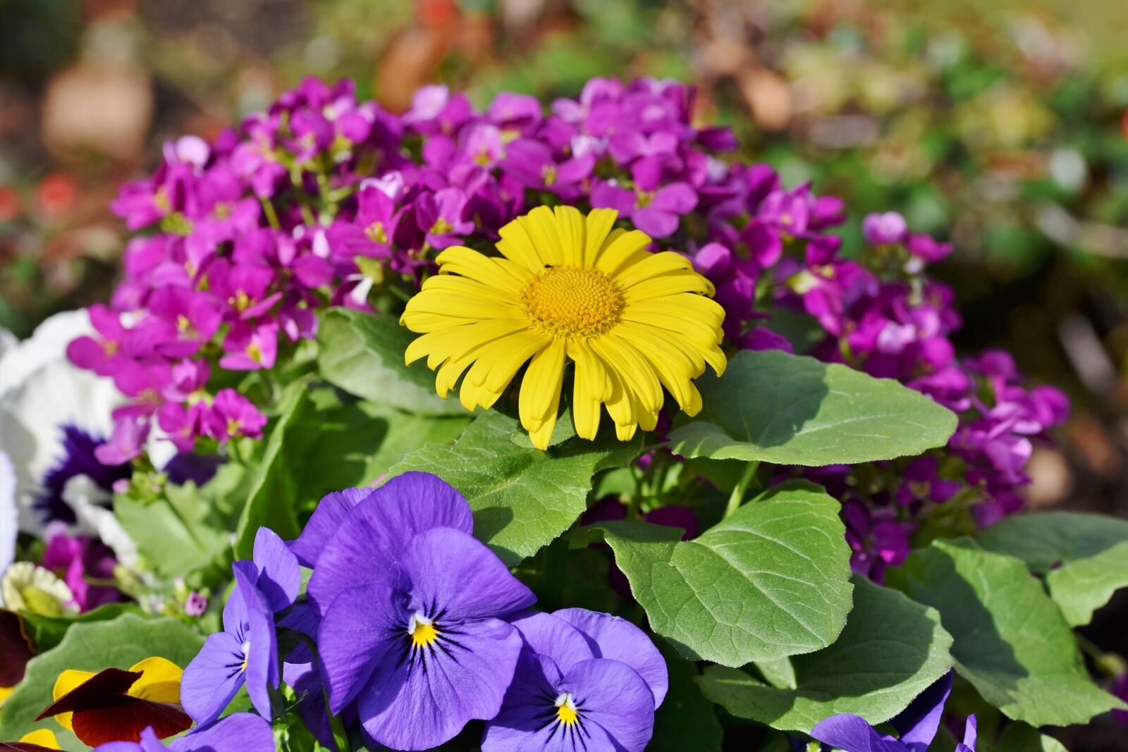 Nikon D7200 sample photo. Bouquet of flowers, floral photography