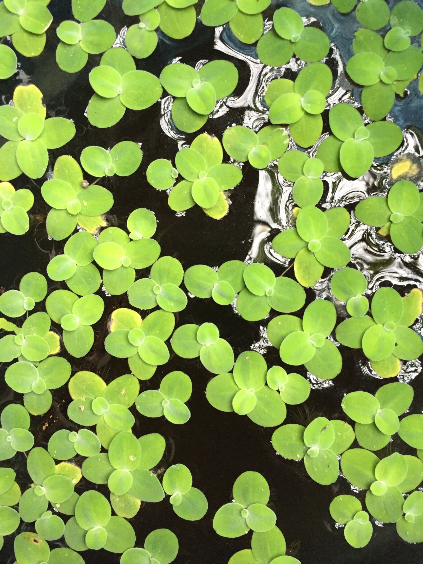 iPhone 6 back camera 4.15mm f/2.2 sample photo. Background, green, aquatic photography
