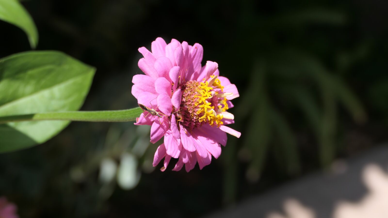 Panasonic DC-FZ10002 sample photo. Insect, pink zinnia, garden photography