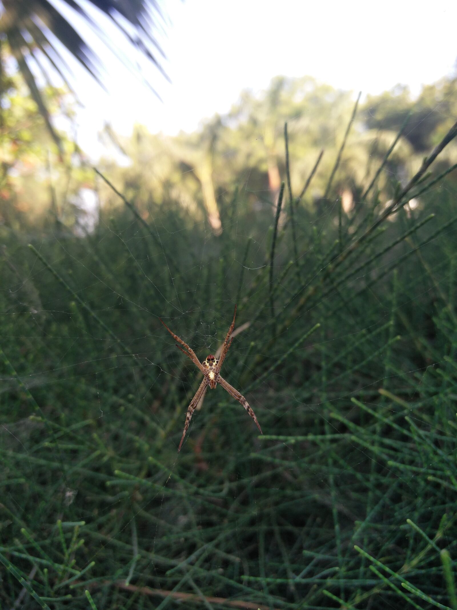 OnePlus 2 sample photo. Spider photography